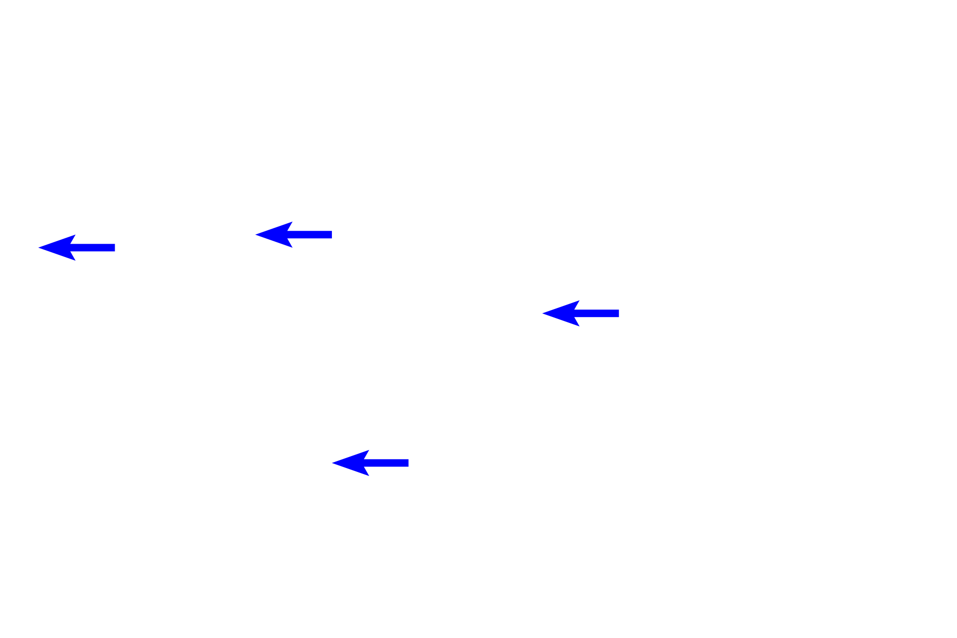 Chief cells <p>The bases of fundic glands, resting on the muscularis mucosae, are embedded in the loose connective tissue of the lamina propria.  Although parietal cells are located here too, chief cells and enteroendocrine cells predominate in this area.  400x, 100x</p>
