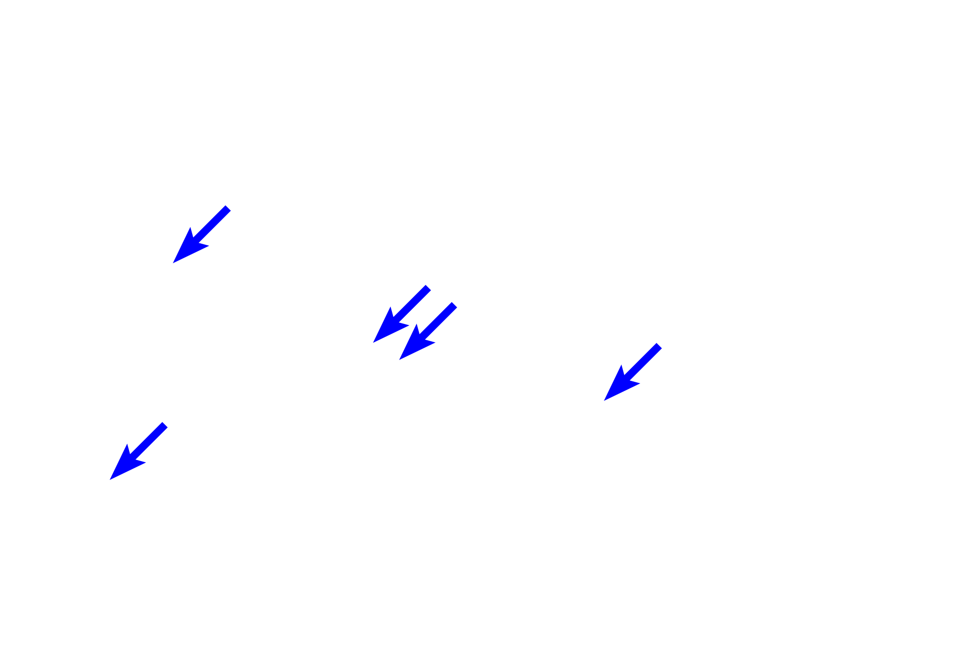 Enteroendocrine cells <p>The bases of fundic glands, resting on the muscularis mucosae, are embedded in the loose connective tissue of the lamina propria.  Although parietal cells are located here too, chief cells and enteroendocrine cells predominate in this area.  400x, 100x</p>
