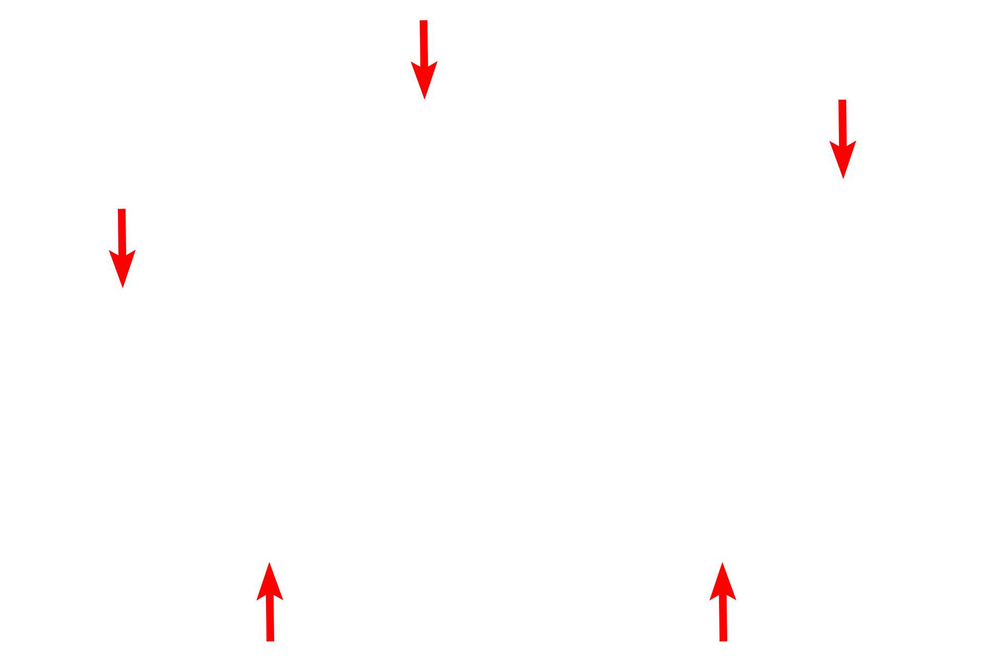 Capsule > <p>A lymph node is surrounded by a dense connective tissue capsule that sends short, supportive trabeculae into the node.  Reticular connective tissue provides the stroma for the interior of the lymph node.  The hilum is the indentation in the lymph node where arterial blood enters the node and venous blood and efferent lymph vessels exit.</p>
