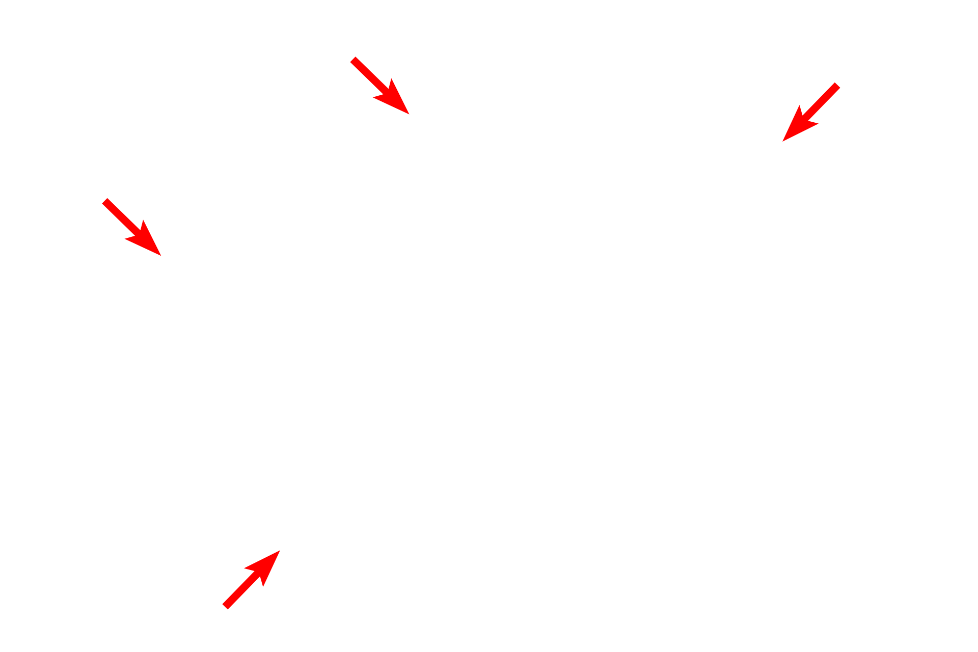 Subcapsular sinus <p>Afferent lymphatics enter from the convex surface, penetrate the capsule and enter the subcapsular sinus.  From this sinus lymph and lymph-borne immune cells percolate through trabecular sinuses lying adjacent to trabeculae and enter medullary sinuses.  Medullary sinuses drain into efferent lymphatics that exit at the hilum.  Sinuses filter lymph and respond to the foreign materials it contains.</p>
