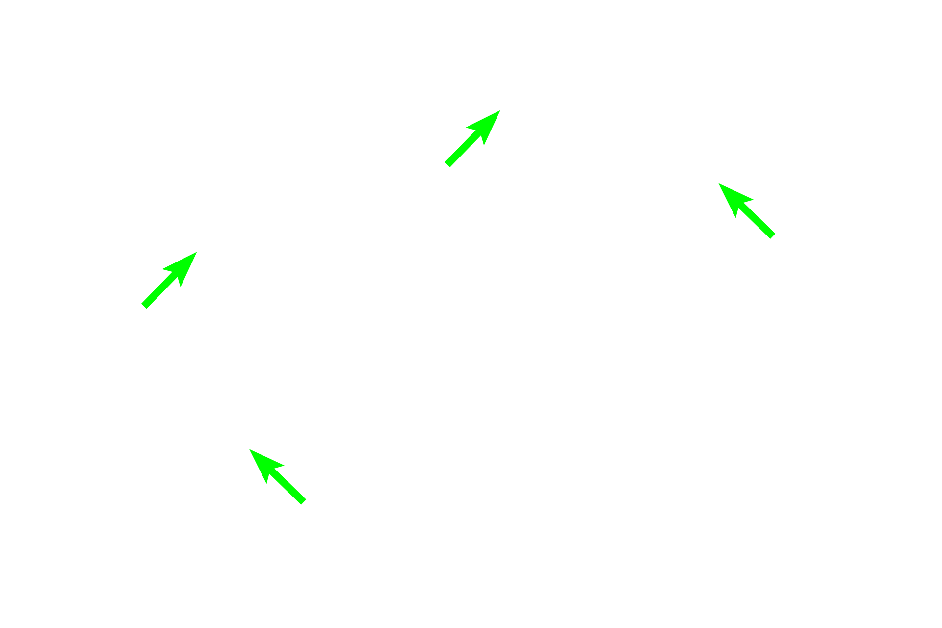 Trabeculae <p>A lymph node is surrounded by a dense connective tissue capsule that sends short, supportive trabeculae into the node.  Reticular connective tissue provides the stroma for the interior of the lymph node.  The hilum is the indentation in the lymph node where arterial blood enters the node and venous blood and efferent lymph vessels exit.</p>
