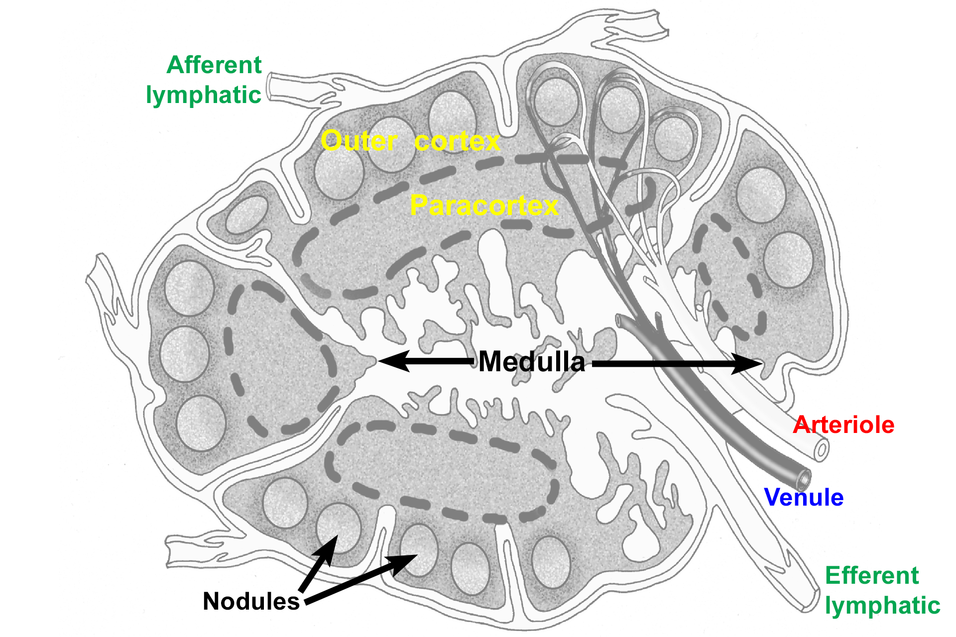 Overlay <p>A low power micrograph of the lymph node displays the components illustrated in the preceding drawing.  10x</p>
