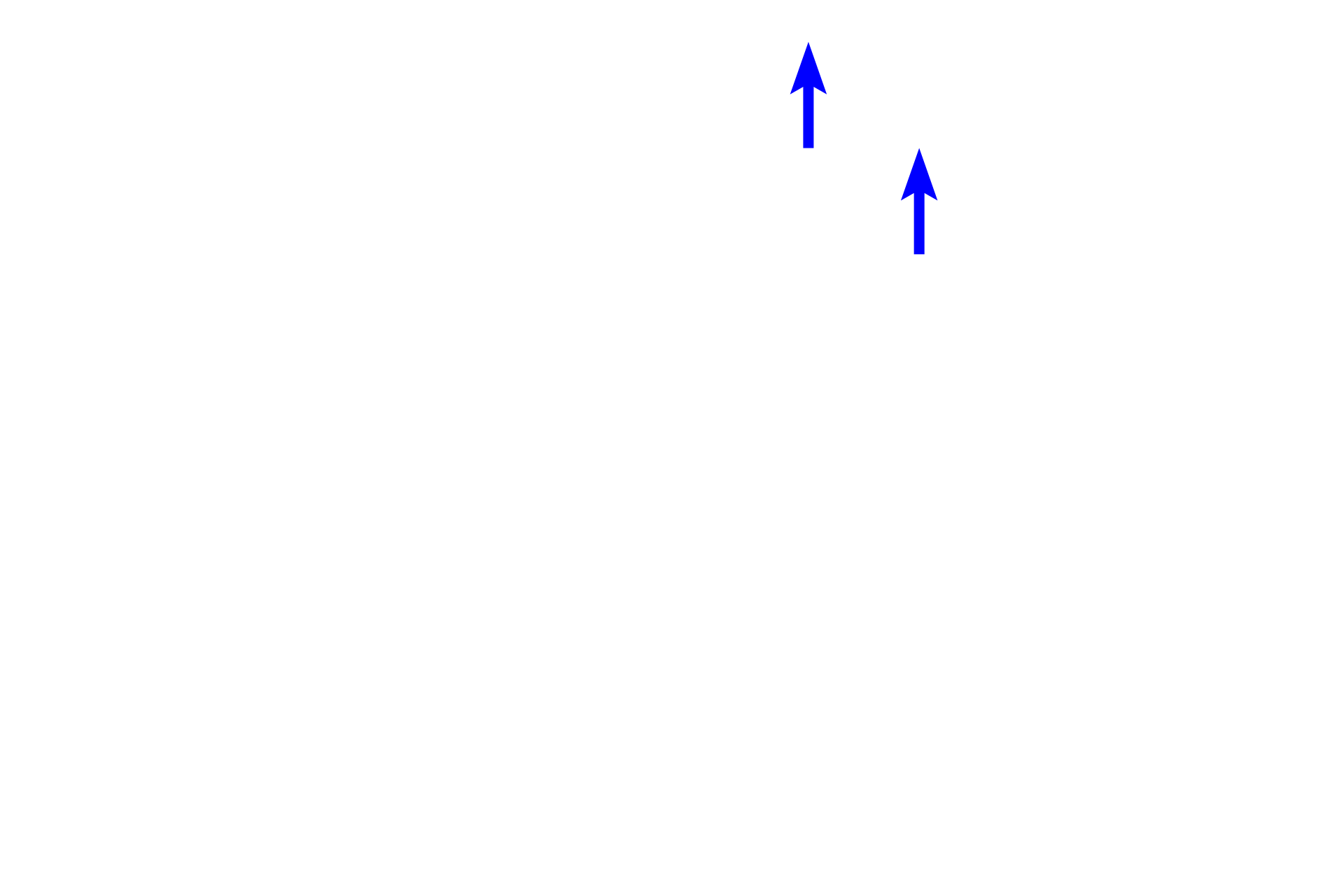 Afferent lymphatic vessels <p>The outer cortex of a lymph node is filled with B-dependent lymphoid nodules and lies just beneath the capsule and the subcapsular sinus.  A portion of two trabecular sinuses are also present, but these sinuses are difficult to appreciate as they are filled with cells.  100x</p>
