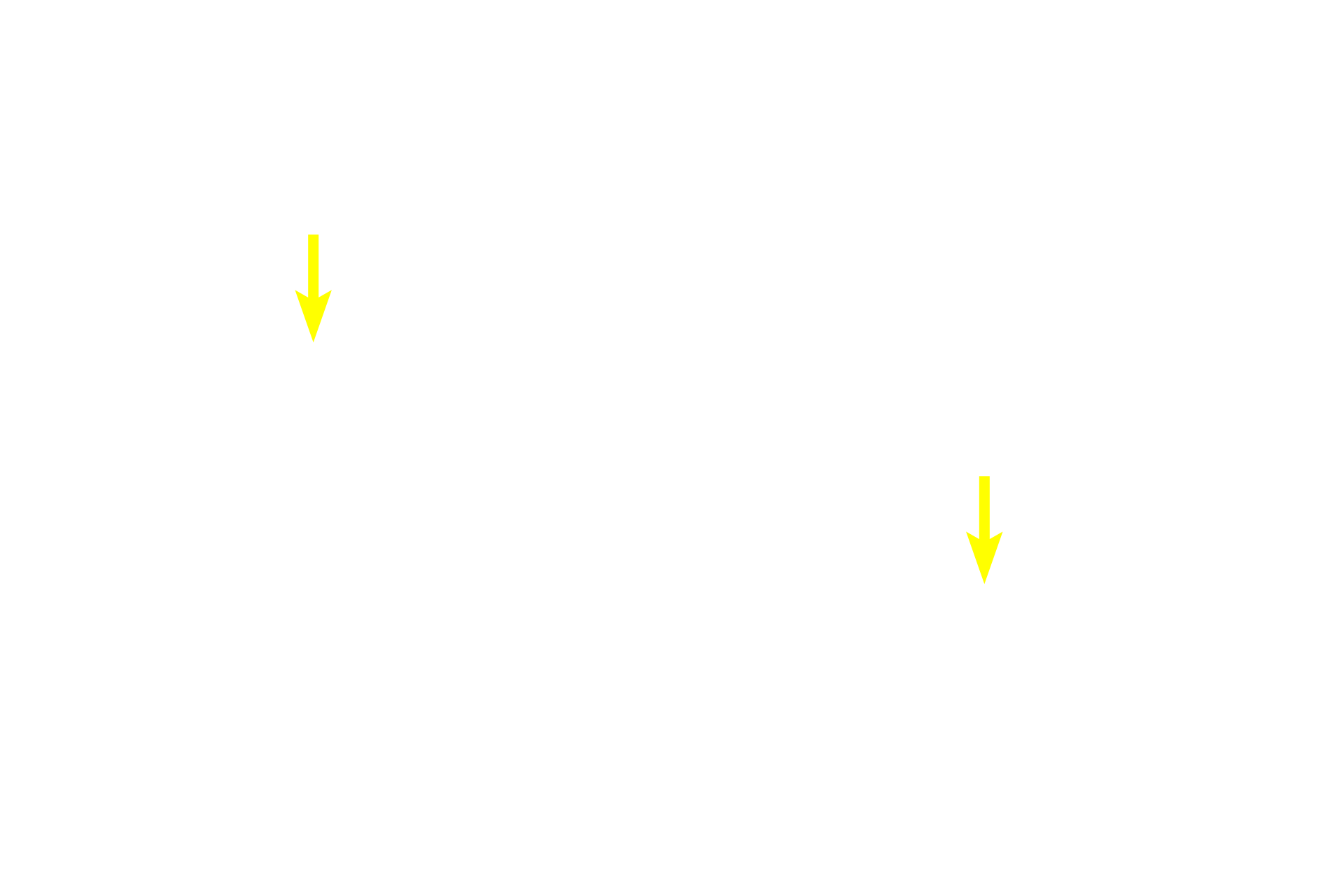 Venules <p>The paracortex or deep cortex is a T-dependent area possessing high endothelial venules (lined with simple cuboidal epithelium) and ordinary venules (lined by simple squamous epithelium). Lymphocytes leave the high endothelial venules to enter lymphatic tissue, where they initiate an immune response in the lymph node.  400x</p>
