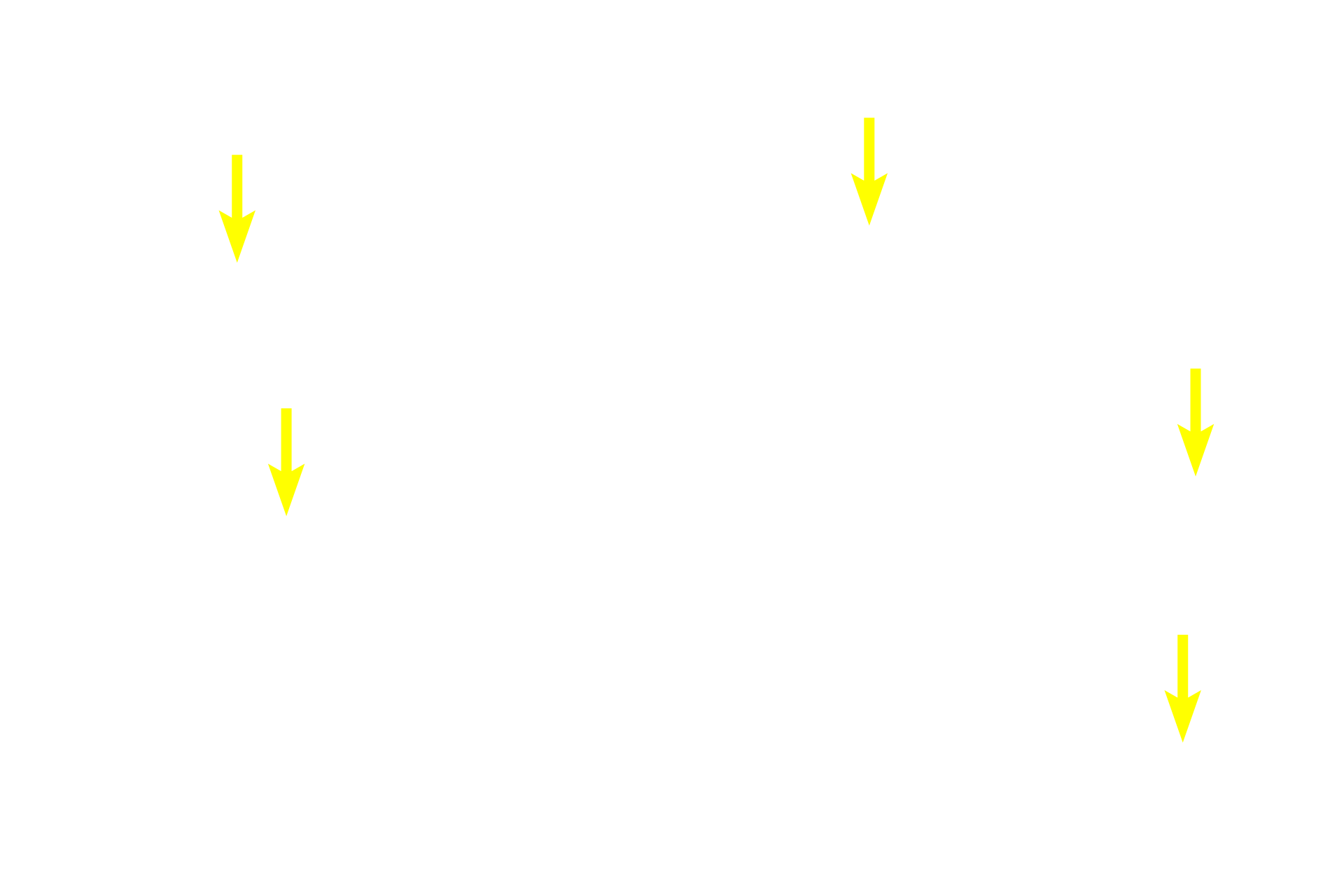Lymphocytes <p>The paracortex or deep cortex is a T-dependent area possessing high endothelial venules (lined with simple cuboidal epithelium) and ordinary venules (lined by simple squamous epithelium). Lymphocytes leave the high endothelial venules to enter lymphatic tissue, where they initiate an immune response in the lymph node.  400x</p>
