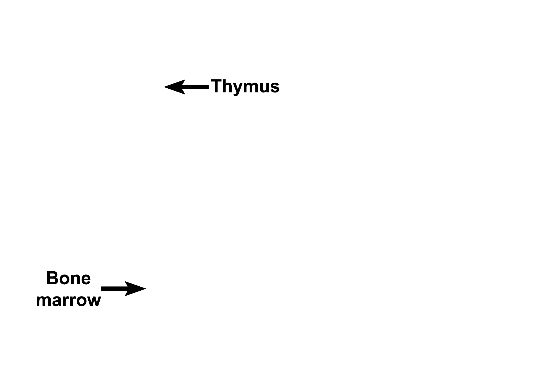 Primary components > <p>Primary lymphoid components of the immune system consist of the thymus and bone marrow.  These components produce T lymphocytes (thymus) and B lymphocytes (bone marrow) that seed secondary lymphoid structures.  Primary lymphoid components do not directly participate in the immune response.</p>
