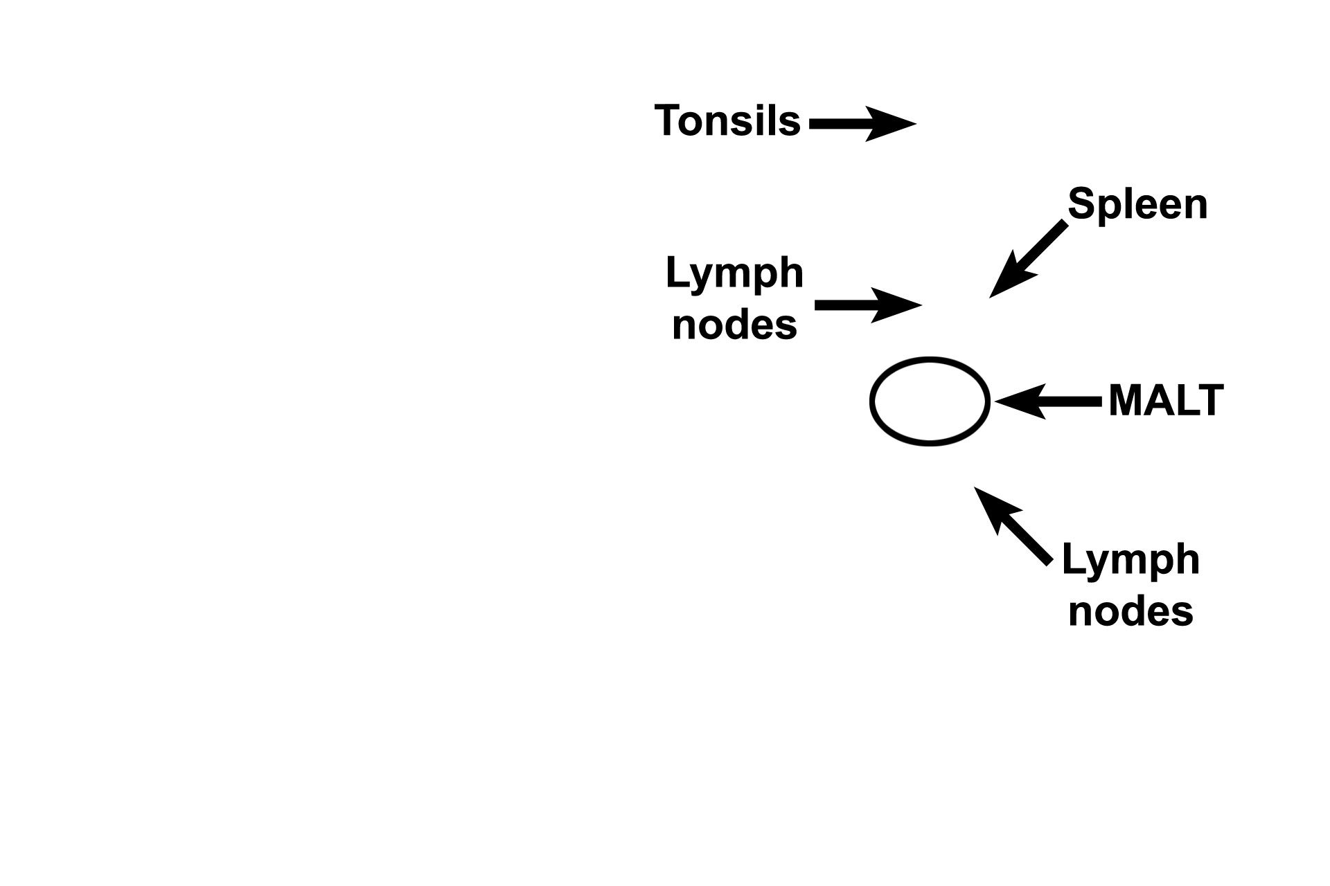 Secondary components > <p>Secondary lymphoid components of the immune system consist of lymphoid tissue located in the mucosal lamina propria (mucosa-associated lymphoid tissue, MALT), tonsils, lymph nodes and spleen.</p>
