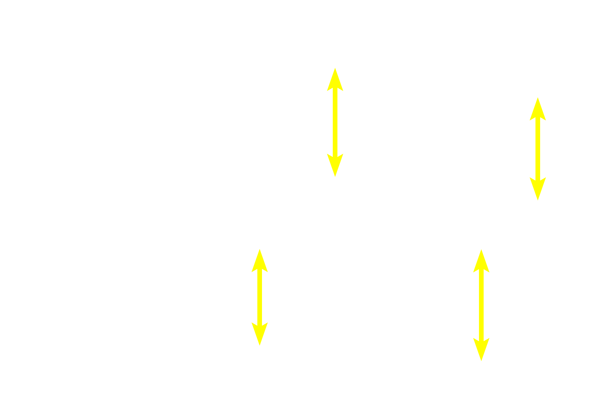 Splenic sinuses <p>The path by which blood enters splenic sinuses varies according to species.  Blood may flow directly into the sinuses from the capillaries (closed circulation) or the capillaries may open into the red pulp where the blood would percolate through the pulp before entering the sinuses (open circulation).  Open circulation is thought to predominate in the human.</p>
