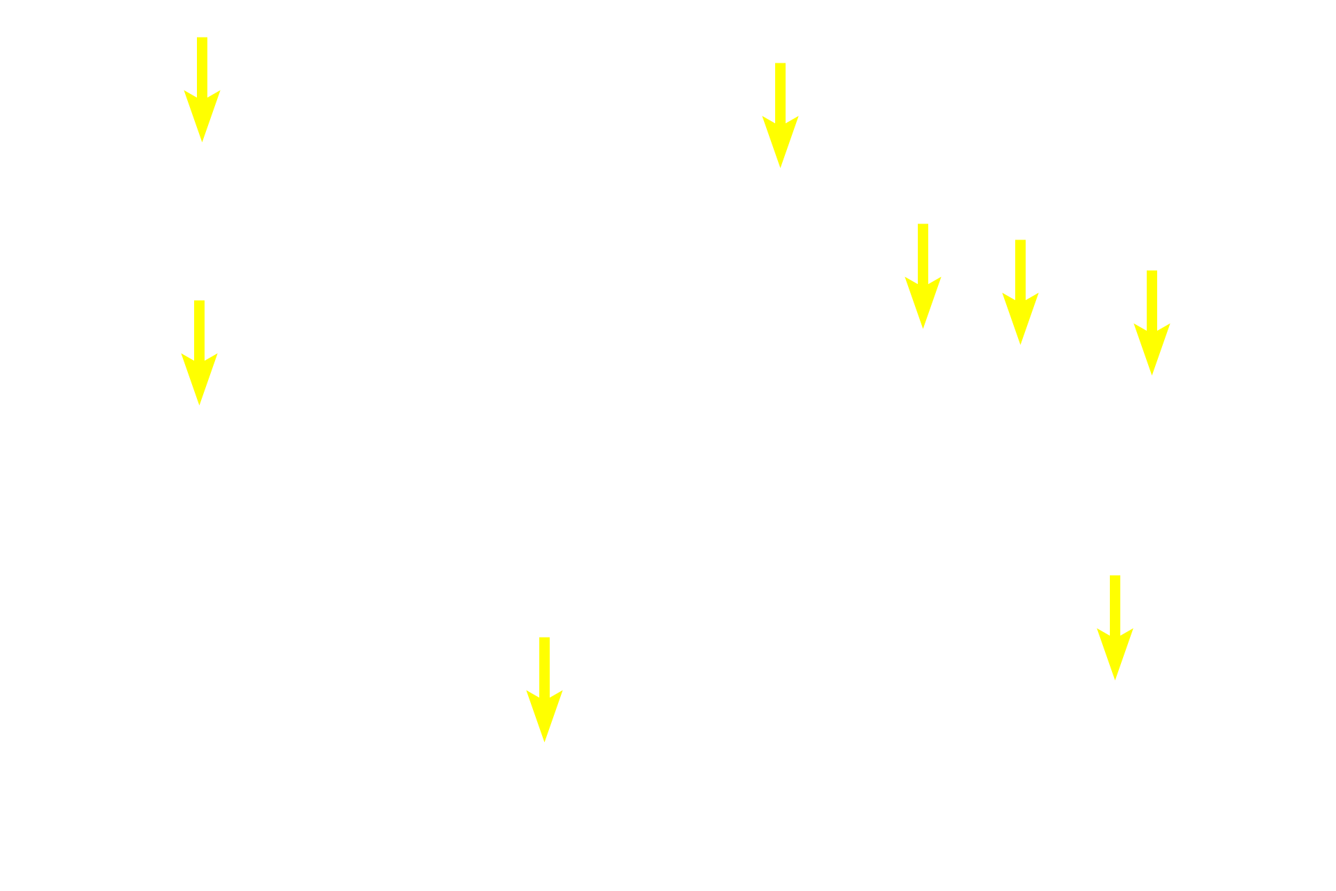 Endothelial cells <p>The path by which blood enters splenic sinuses varies according to species.  Blood may flow directly into the sinuses from the capillaries (closed circulation) or the capillaries may open into the red pulp where the blood would percolate through the pulp before entering the sinuses (open circulation).  Open circulation is thought to predominate in the human.</p>
