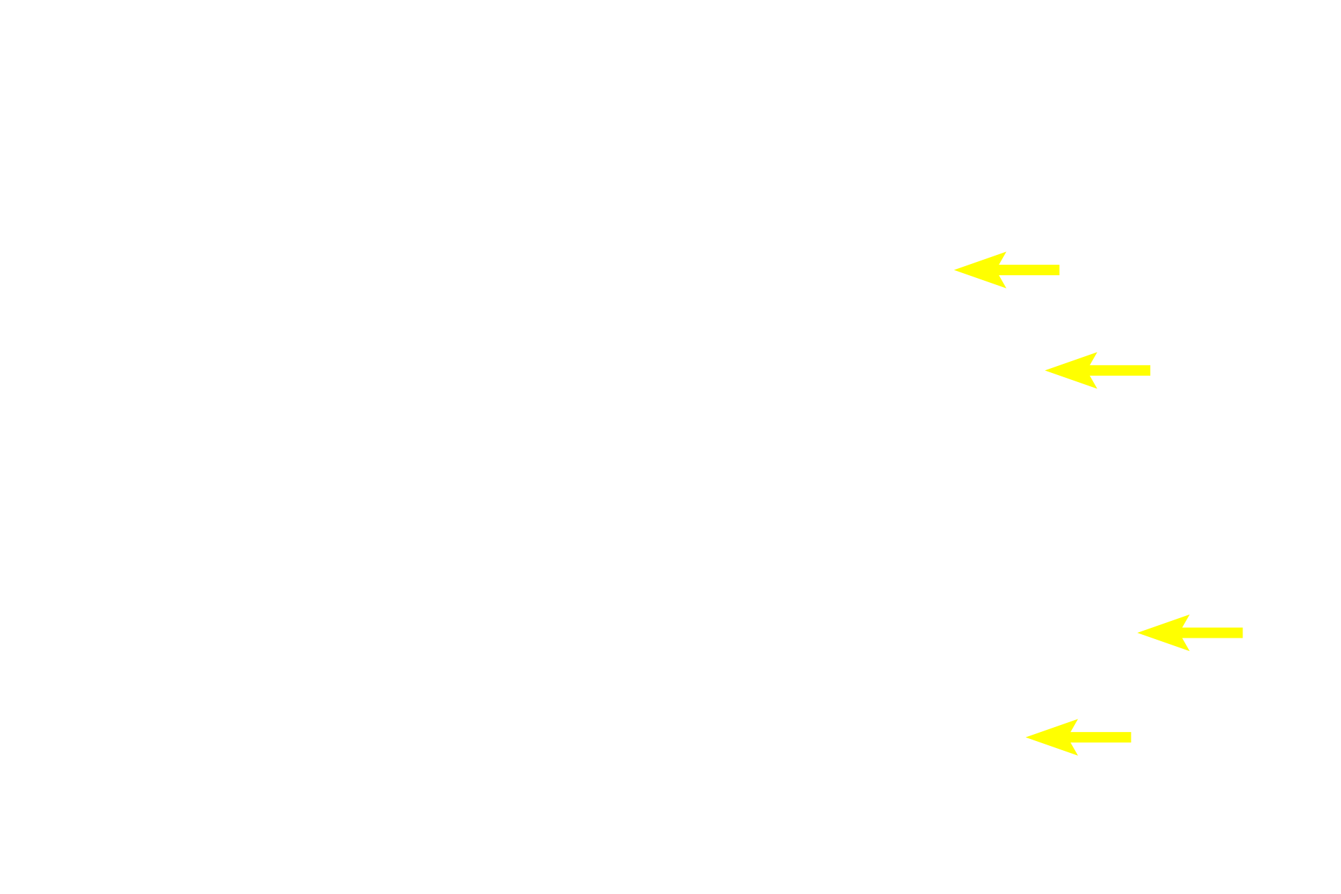 Reticular fibers <p>The path by which blood enters splenic sinuses varies according to species.  Blood may flow directly into the sinuses from the capillaries (closed circulation) or the capillaries may open into the red pulp where the blood would percolate through the pulp before entering the sinuses (open circulation).  Open circulation is thought to predominate in the human.</p>
