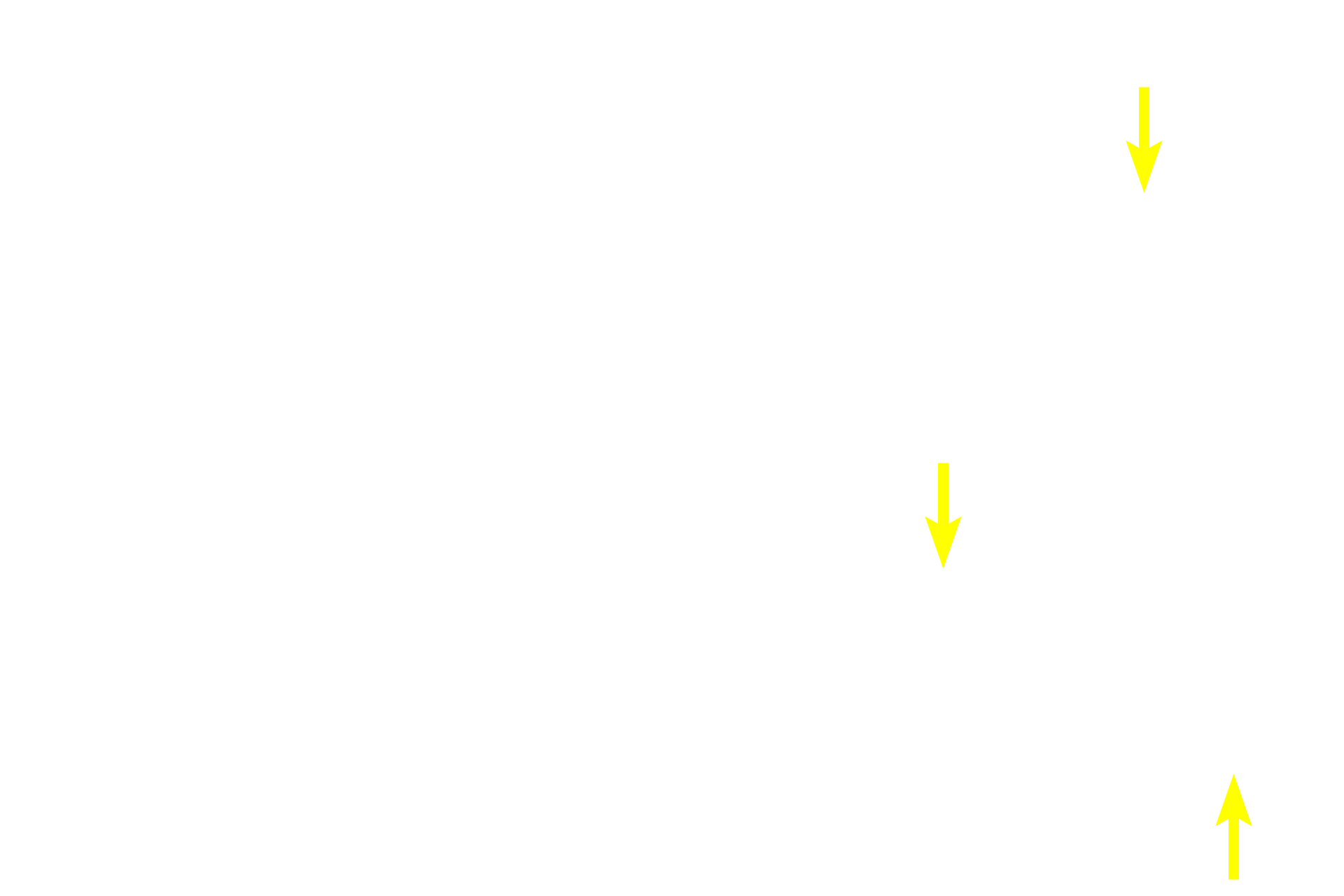 Macrophages <p>The path by which blood enters splenic sinuses varies according to species.  Blood may flow directly into the sinuses from the capillaries (closed circulation) or the capillaries may open into the red pulp where the blood would percolate through the pulp before entering the sinuses (open circulation).  Open circulation is thought to predominate in the human.</p>
