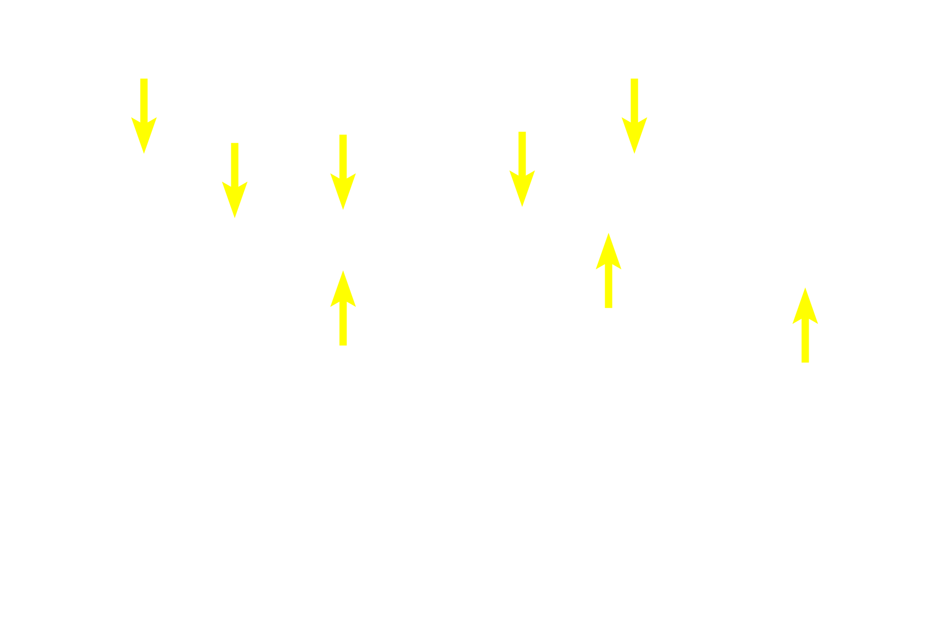 White pulp <p>This image of the white pulp in longitudinal view shows the relationship between the white pulp and its blood supply.  Branches of the splenic artery travel in the trabeculae and enter the white pulp as the central artery or central arteriole.  The central arteriole is surrounded by a cylindrical sleeve of lymphocytes called the periarterial lymphoid sheath or PALS, and consists mostly of T lymphocytes.</p>
