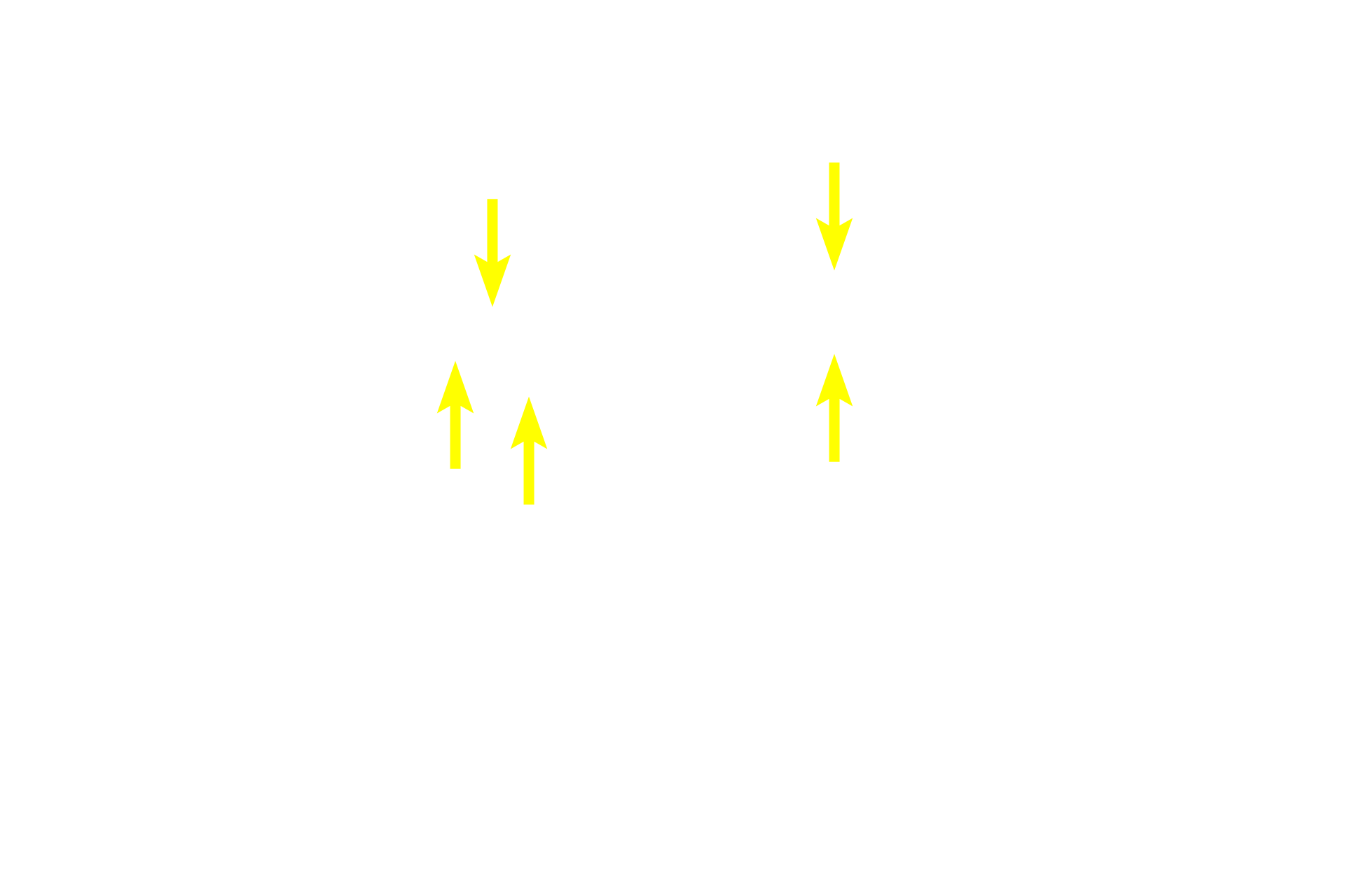 Periarterial lymphoid sheath (PALS) <p>Along the course of the PALS, nodules develop within the PALS in response to B-cell activation.  These nodules resemble secondary nodules seen in other lymphatic tissues, including the presence of pale-staining, germinal centers resulting from B cell proliferation.  Their growth displaces the central arteriole to an eccentric position. The darker staining, T-dependent region of the PALS surrounds the germinal center.</p>
