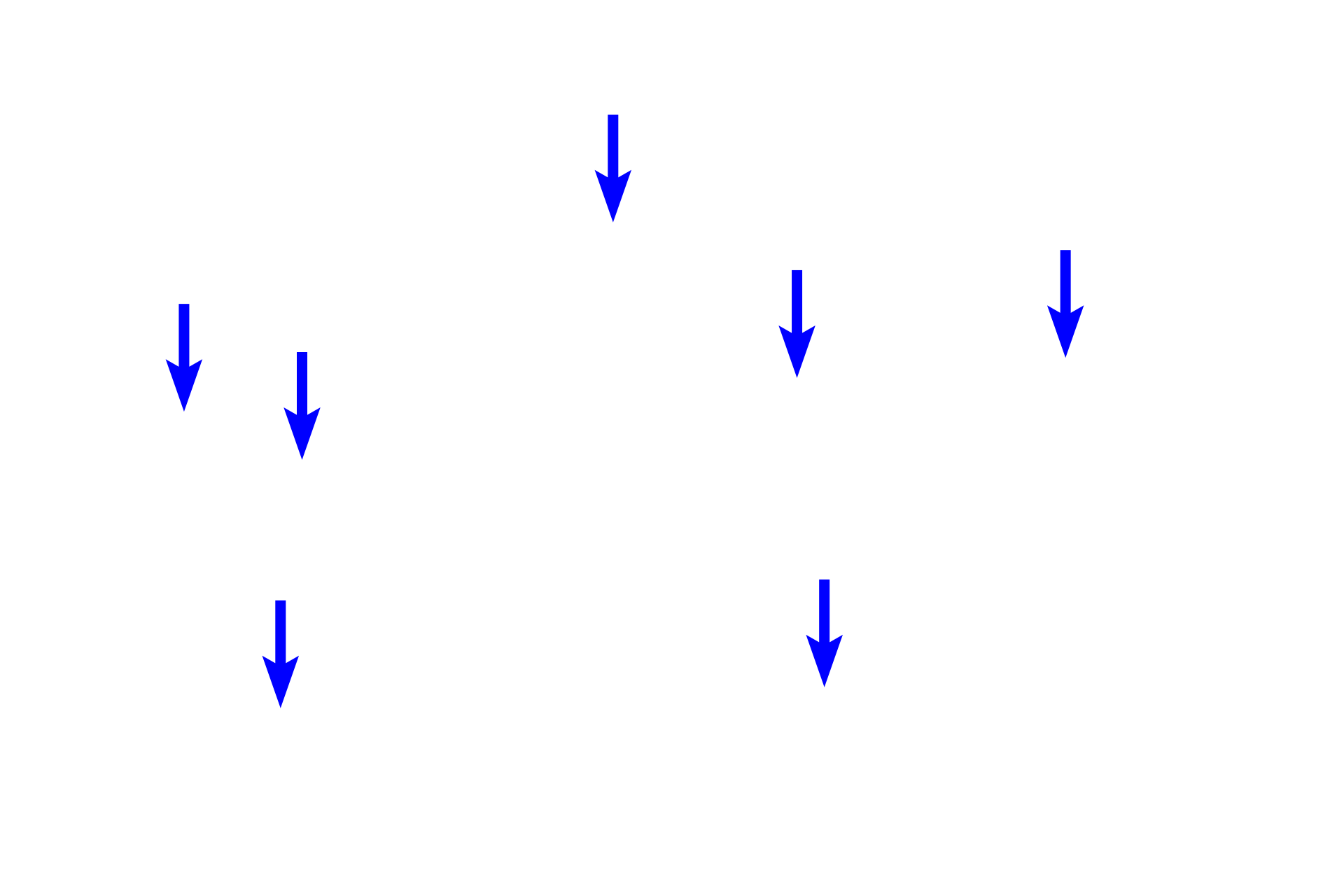 Macrophages <p>Splenic cords consist of a loose meshwork of reticular cells and fibers that support large numbers of erythrocytes, lymphocytes, macrophages, plasma cells, and granulocytes. Damaged red blood cells are phagocytosed and destroyed by splenic macrophages and the iron from hemoglobin is reclaimed for new red blood cell formation.</p>
