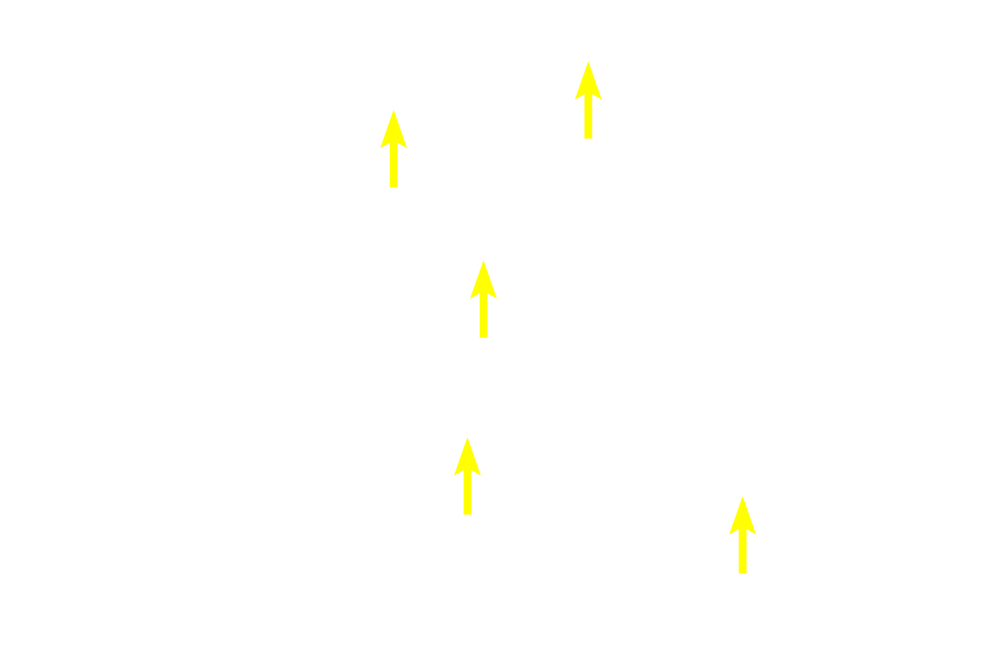 Epithelial reticular cells <p>The dark-staining cortex contains densely packed T-lymphocytes and is easily differentiated from the paler-staining medulla, where the lymphocytes are slightly more dispersed.  The thymic stroma consists of a meshwork of epithelial reticular cells rather than a connective tissue, and hence, no fibers are present.  One diagnostic feature of the thymus, Hassall’s corpuscles, are formed from epithelial reticular cells.  200x</p>
