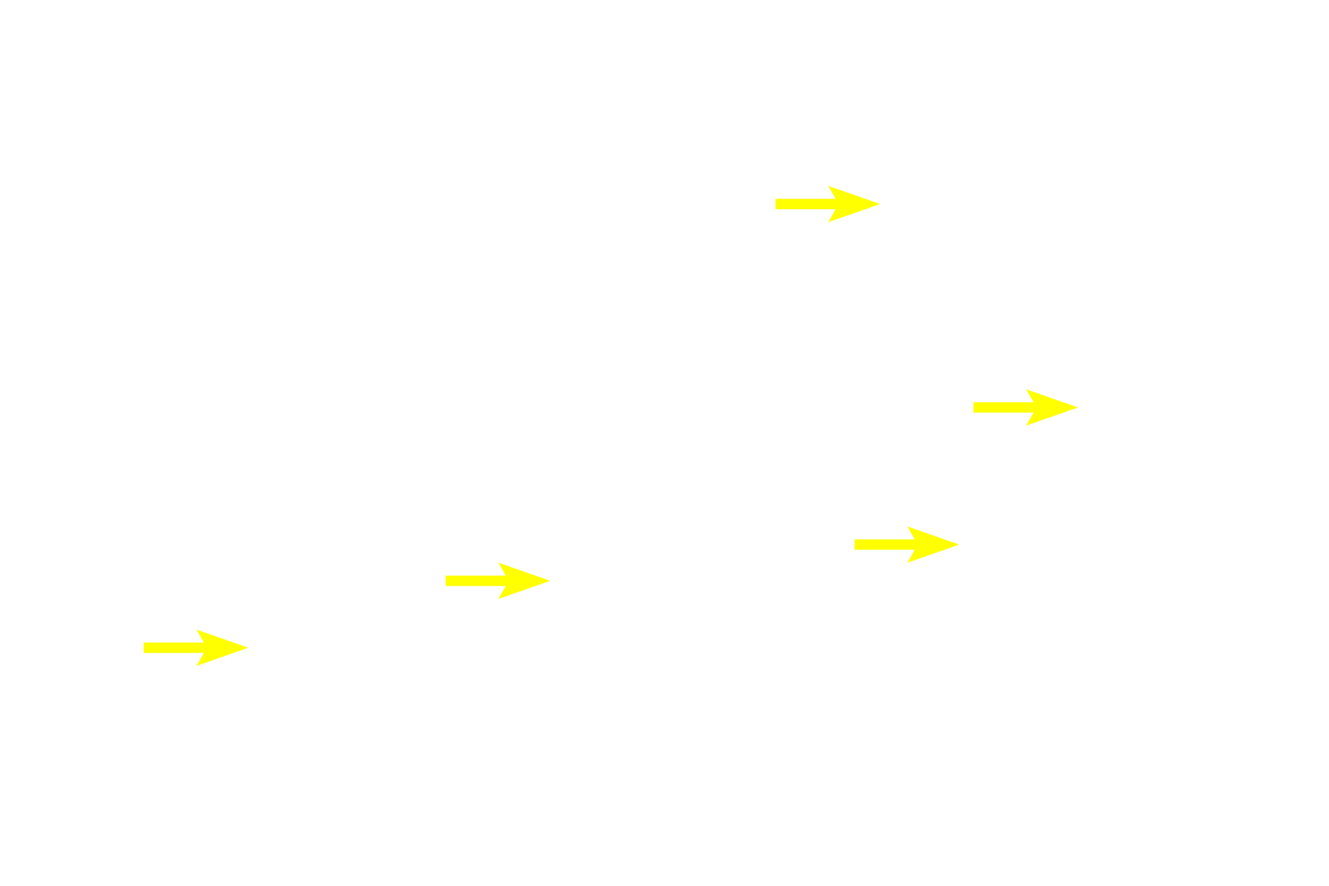 Blood vessels <p>The dark-staining cortex contains densely packed T-lymphocytes and is easily differentiated from the paler-staining medulla, where the lymphocytes are slightly more dispersed.  The thymic stroma consists of a meshwork of epithelial reticular cells rather than a connective tissue, and hence, no fibers are present.  One diagnostic feature of the thymus, Hassall’s corpuscles, are formed from epithelial reticular cells.  200x</p>
