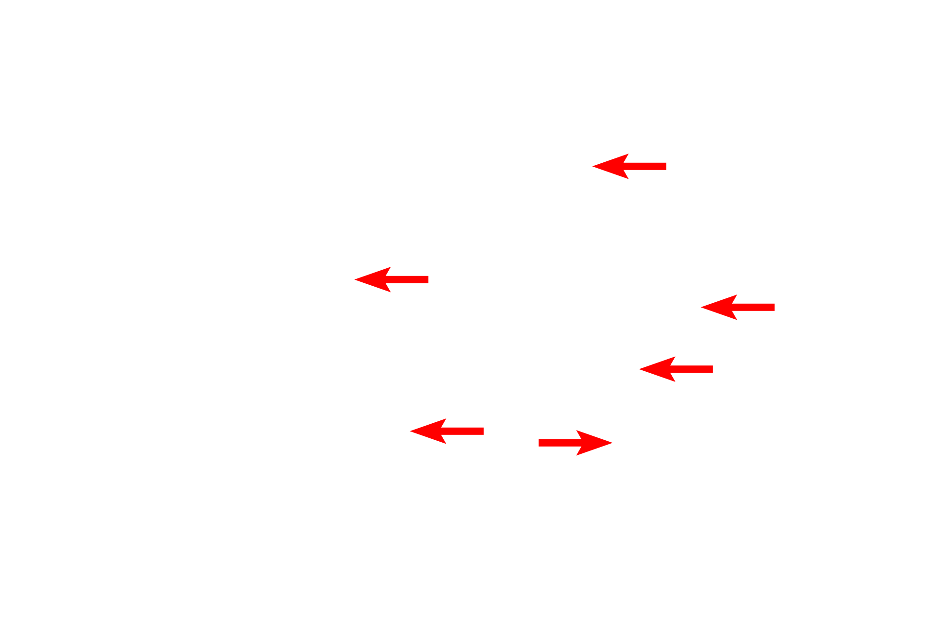 Endothelium <p>Larger lymph vessels, as here, have irregularly arranged walls consisting of an endothelium overlying scattered smooth muscle cells and an adventitia of connective tissue.  Valves are present in larger lymph vessels to prevent the backflow of lymph.  400x</p>
