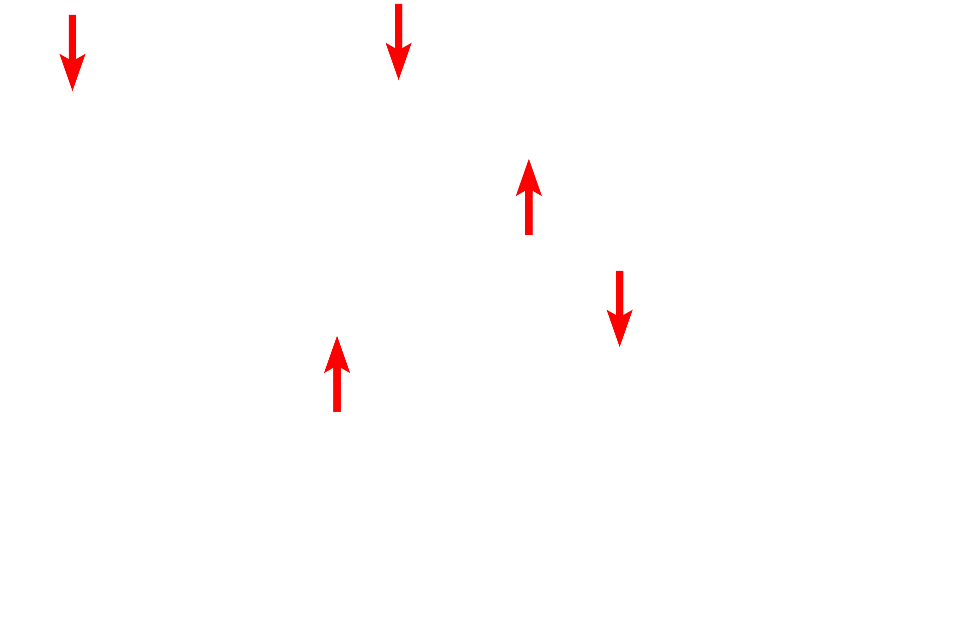 Endothelium <p>A portion of the paired valve flaps and the wall of the lymph vessel are seen at higher magnification.  1000x</p>

