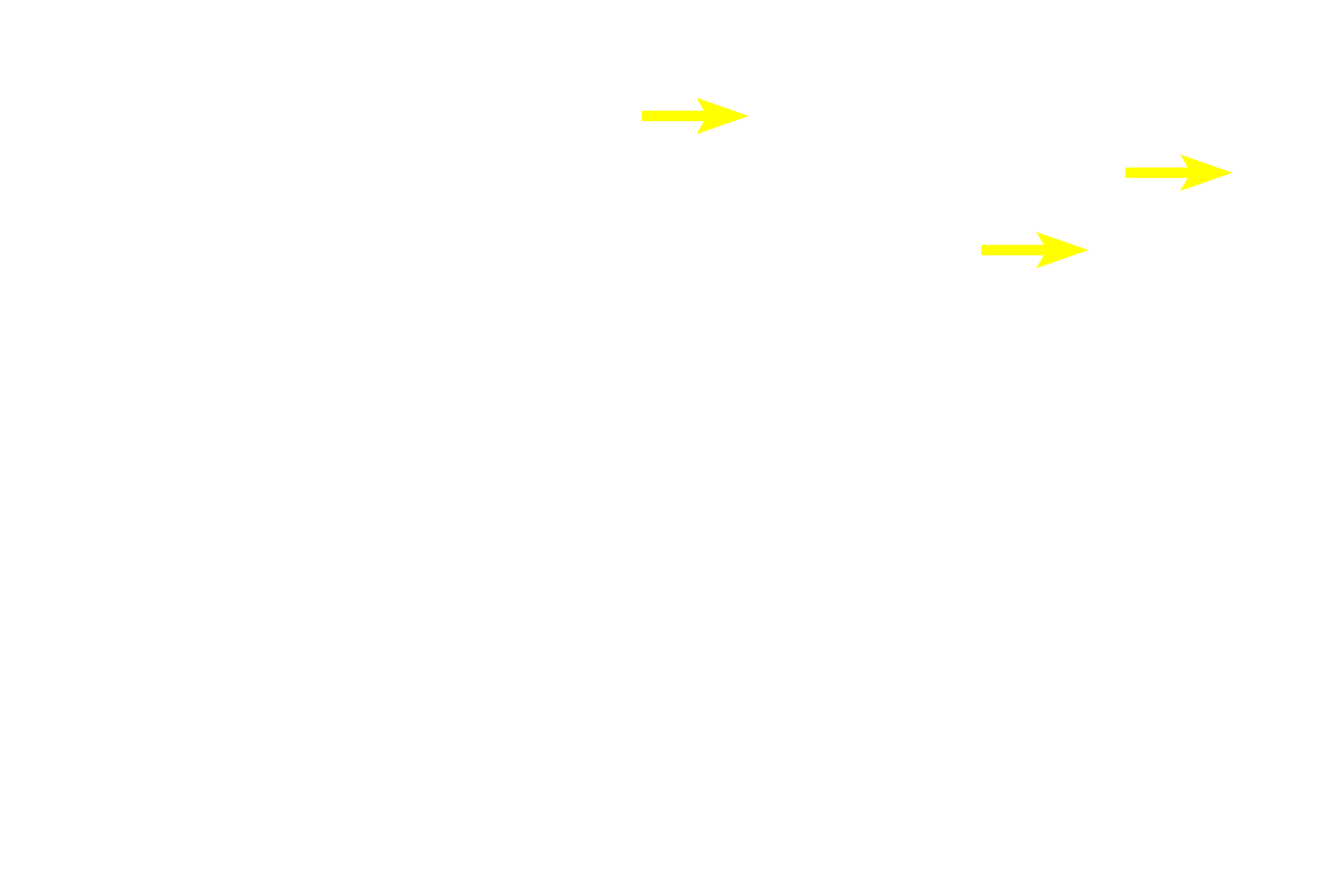 Small lymphocytes > <p>The germinal center contains immunoblasts, cells with large, euchromatic nuclei and abundant cytoplasm.  These cells divide, eventually giving rise to small, B lymphocytes that accumulate at the periphery; mitotic figures reflect this activity.  Antigen-presenting cells and macrophages with engulfed, phagocytosed particles are also present in the germinal center.</p>
