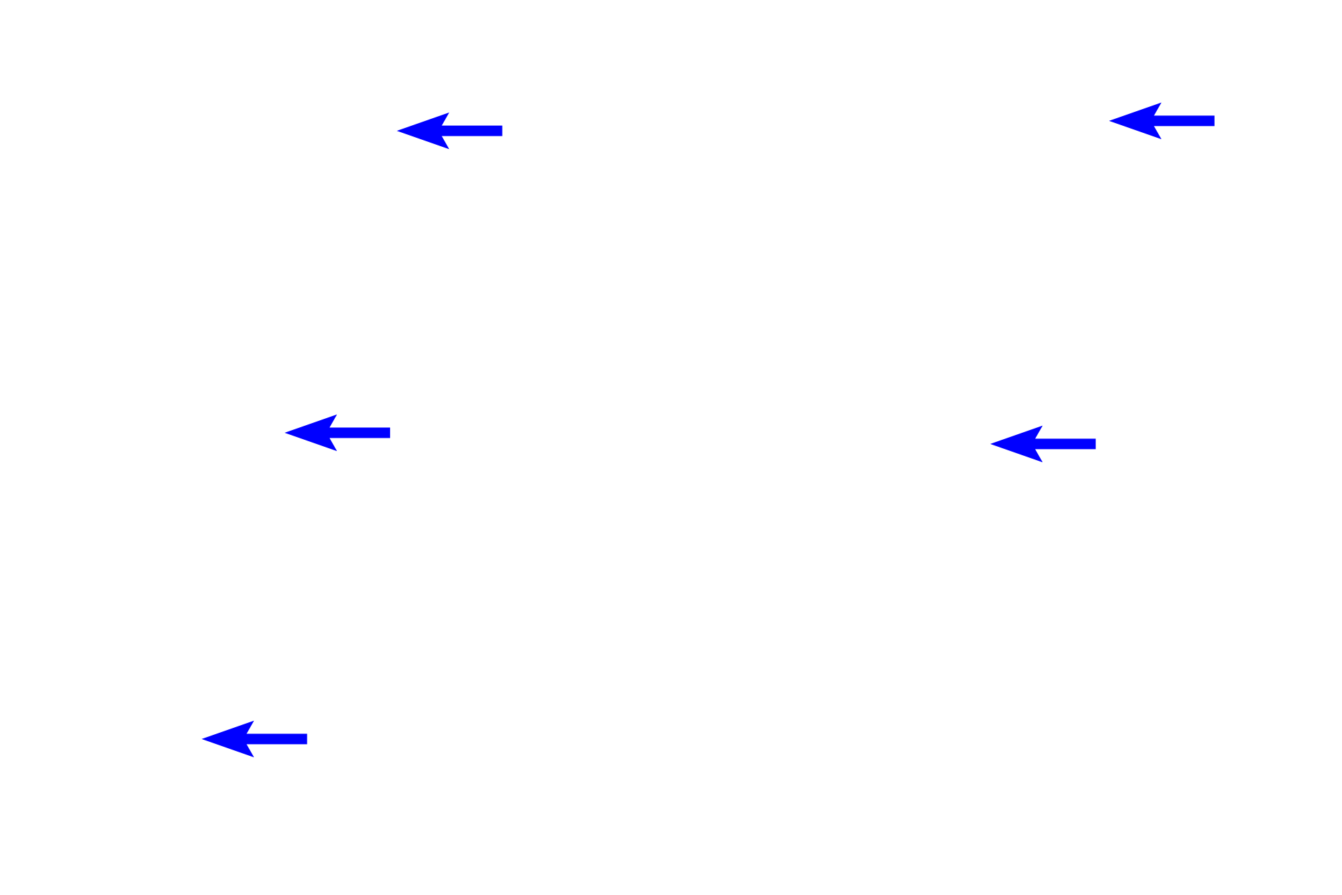  - Lens epithelium <p>The bulk of the lens is made primarily of elongated lens fibers that are modified cells of the lens epithelium.  The lens epithelium is present only on the anterior and equatorial regions of the lens and consists of a single layer of cuboidal cells.  The outermost layer of the lens is a capsule, which represents the highly thickened basal lamina of the lens epithelium that lies inside the capsule.</p>
