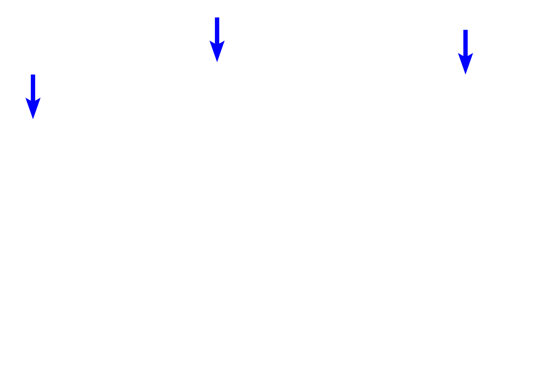 Lens capsule <p>The lens epithelium is present only on the anterior and equatorial regions of the lens and consists of a single layer of cuboidal cells.  Near the equator of the lens, the cells divide to produce new cells that differentiate into lens fibers.  The lens capsule is formed by the thickened basal lamina of the lens epithelium.</p>
