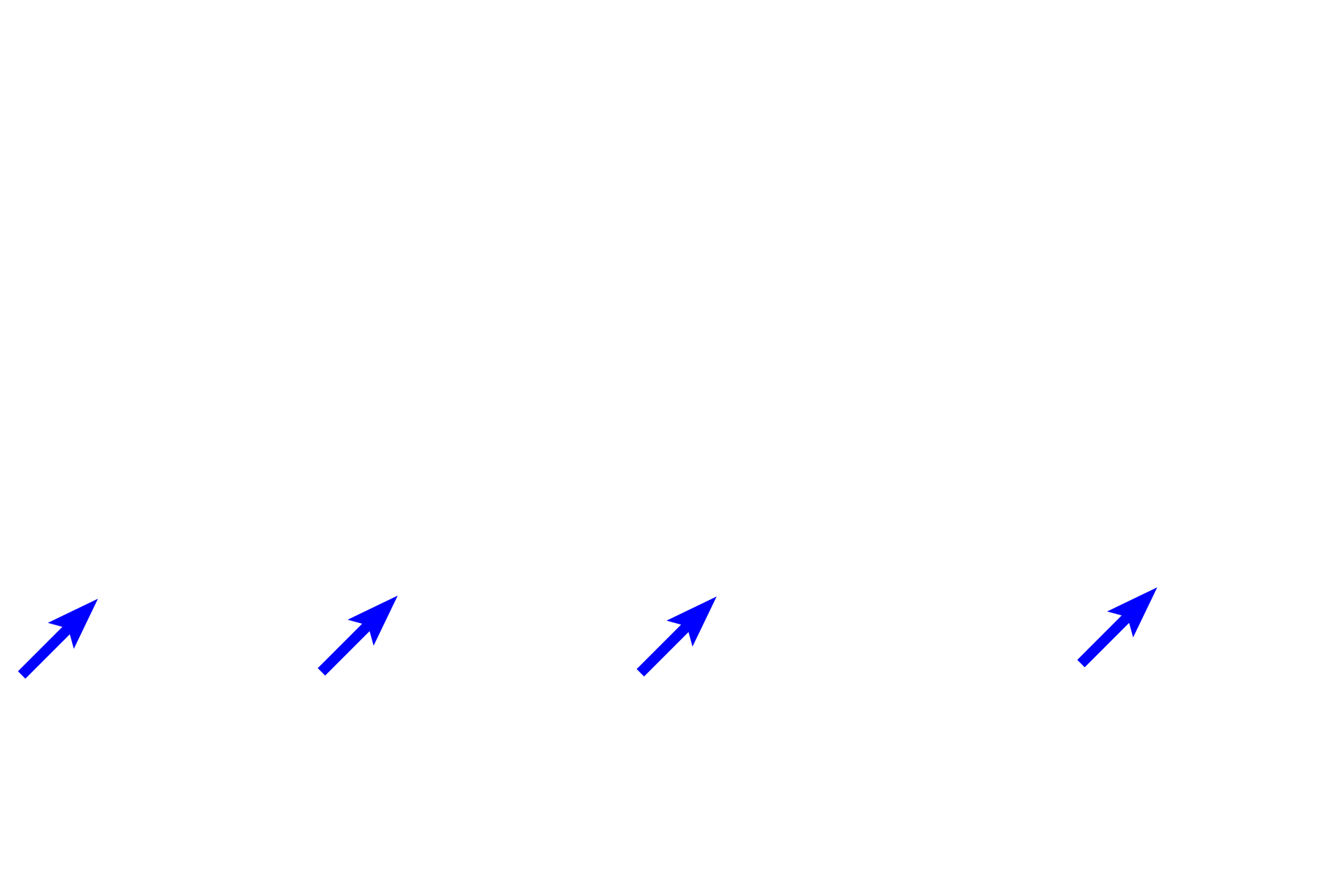  -- Outer limiting membrane > <p>The outer limiting membrane is not a true membrane but represents the adherent junctions of Muller cells. Muller cells are glial cells (specifically astrocytes) that support and nourish the retinal neurons and their processes. Muller cells extend between the outer and inner limiting membranes, with their nuclei located in the inner nuclear layer.</p>
