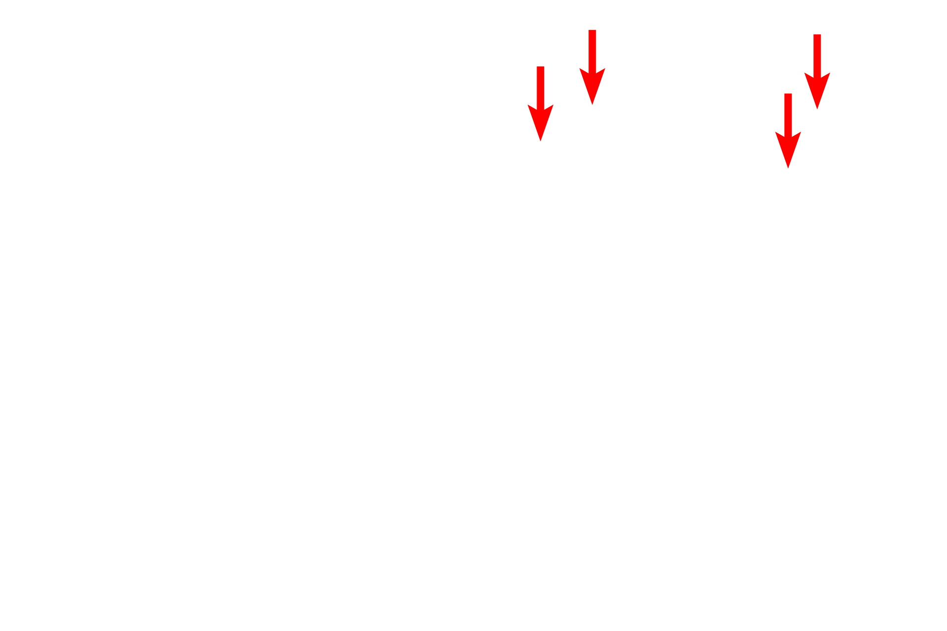 Membranous discs <p>The photosensitive portions of rods are embedded deep in the pigment epithelium and are filled with membranous discs that contain the visual pigment, rhodopsin. These discs are formed continuously by repetitive in-folding of the plasma membrane of the rods and by synthesis of proteins in its inner segment. Discs are exfoliated distally and are phagocytosed by the pigment epithelial cells.  400x, 20,000x</p>
