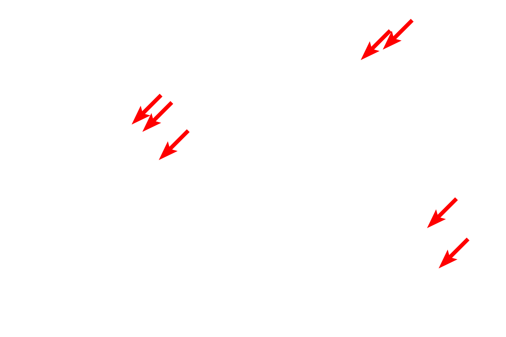 Granules > <p>Specific, or secondary, granules in neutrophils contain a variety of proteins including collagenase and lysozyme, enzymes important for migration and destruction of phagocytosed bacteria. Azurophilic (primary) granules, lysosomes, are a nonspecific, granule present in all granulocytes, monocytes and platelets.  Specific granules are unique to a single type of granulocyte.</p>
