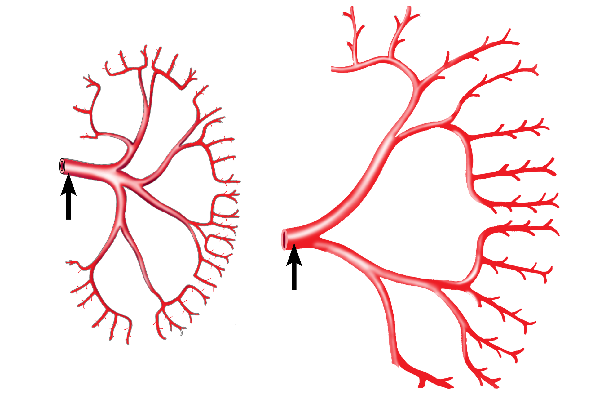  - Renal artery > <p>When the renal artery enters the kidney, it branches into interlobar arteries, which travel between the pyramids through the renal columns. These arteries branch laterally to form the arcuate vessels that mark the boundary between cortex and medulla. Interlobular arteries leave the arcuates to enter the convoluted portions of the cortex.</p>
