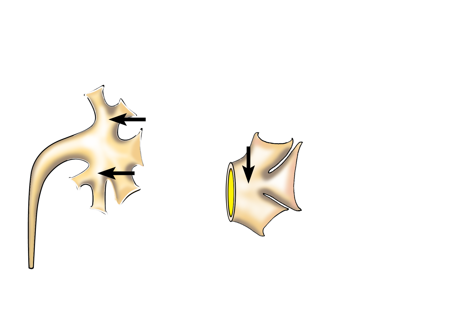  - Major calyces <p>Several excretory passages are illustrated.  Minor calyces surround the apices (papillae) of medullary pyramids.  Major calyces are formed by the union of several minor calyces.  Two to three major calyces unite to form the enlarged renal pelvis which continues as the ureter.</p>
