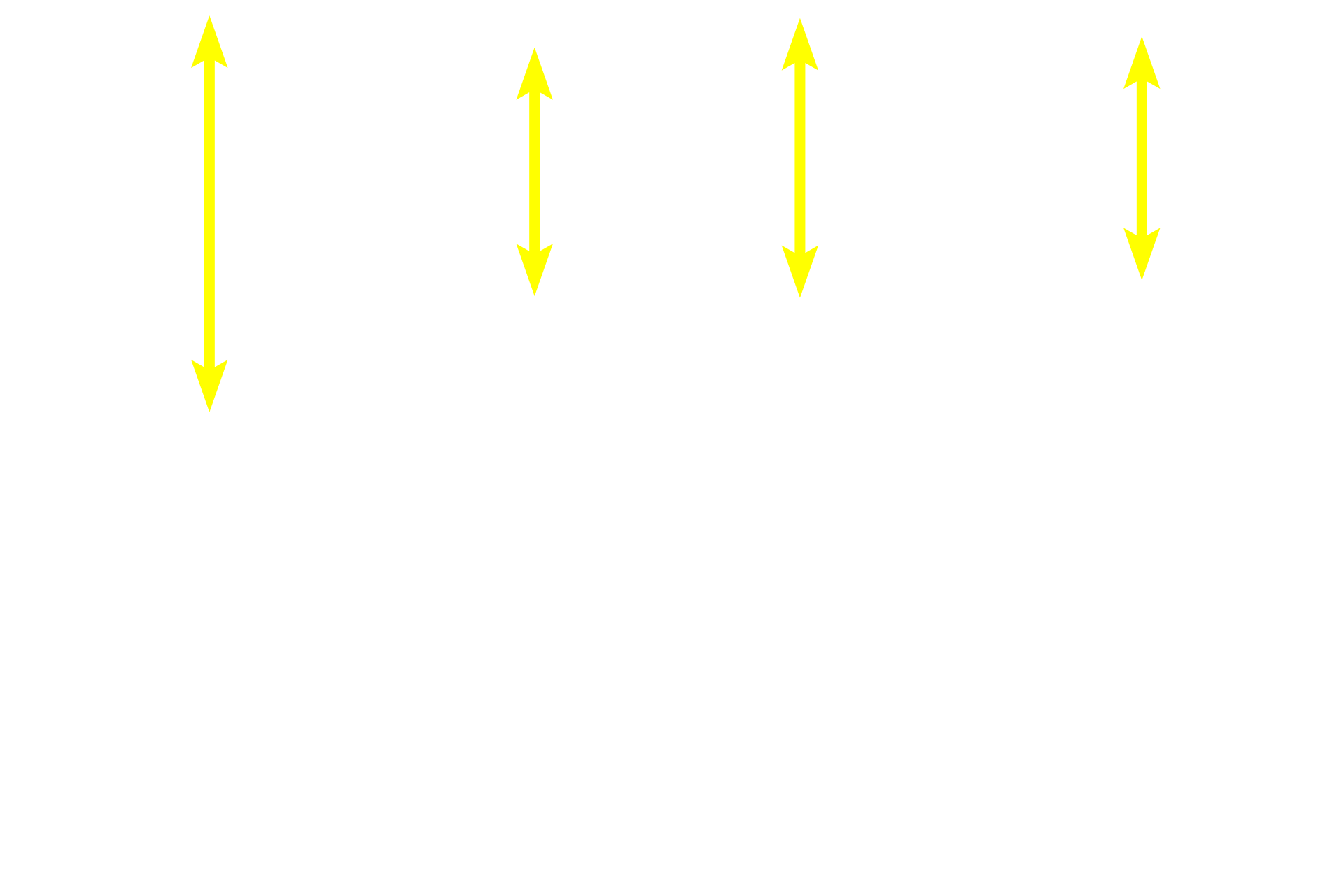 Cortex > <p>The cortex is subdivided into convoluted portions and medullary rays, which present an alternating striped appearance within the cortex.</p>
