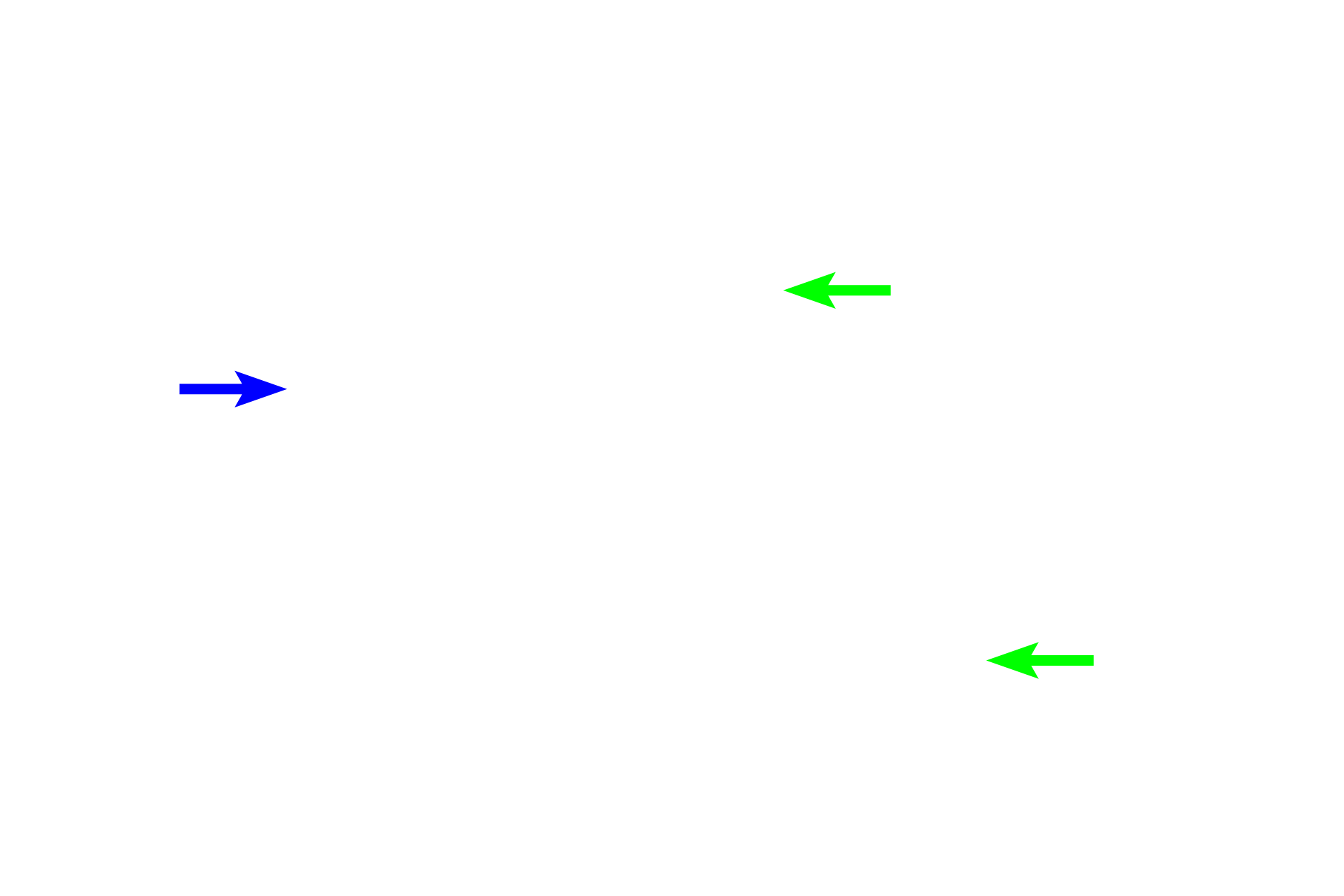 Collecting ducts <p>Components of the nephron in the convoluted portions of the cortex include Bowman’s capsule (surrounding the glomerulus), proximal convoluted tubule and distal convoluted tubule.  The portions of the nephron in the medullary ray are the proximal straight tubule (descending thick limb of the loop of Henle) and the distal straight tubule (ascending thick limb of the loop of Henle).  200x</p>
