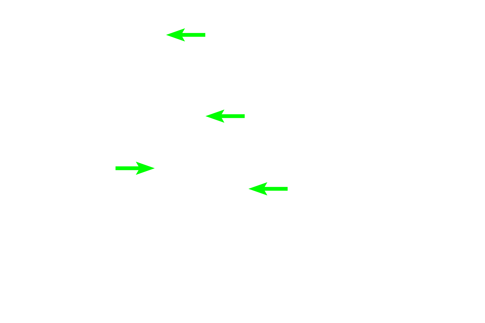 Collecting ducts <p>The medulla contains the straight portions of the proximal and distal tubules, the thin limbs of the loops of Henle, and collecting ducts.  Because of their linear course through the medullary pyramid, these tubules are usually seen in longitudinal section, lying parallel to one another.  200x, 20x</p>
