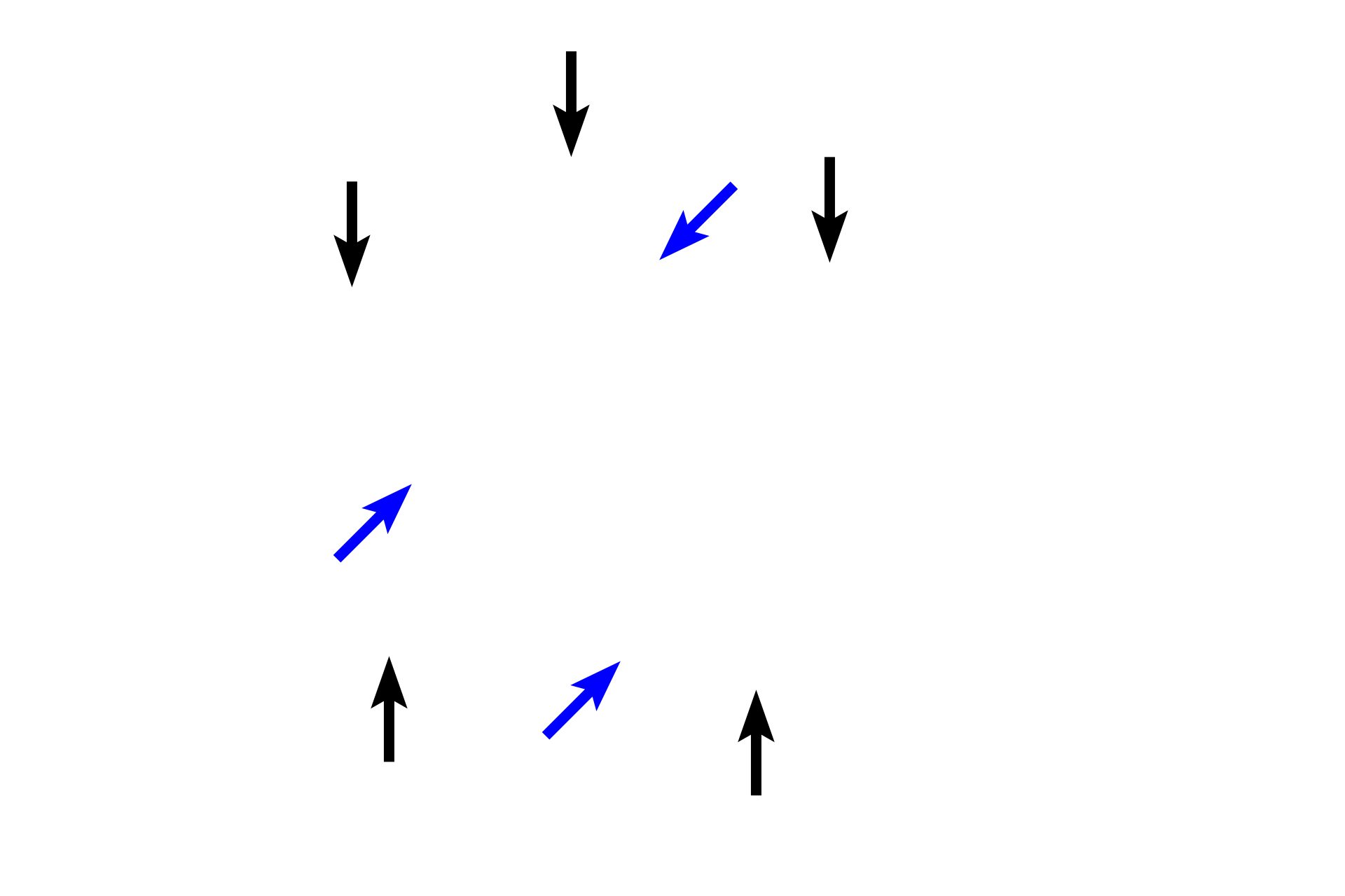Bowman's capsule > <p>Bowman’s capsule is a double-walled structure enclosing the glomerulus. An inner layer of cells, podocytes (visceral layer, blue arrows), surrounds the glomerular capillary and serves as part of the filtration barrier. The outer, parietal layer of the capsule (black arrows) is a simple squamous epithelium, which is continuous with the proximal convoluted tubule. Separating the layers is Bowman’s space, where the filtrate accumulates.</p>

