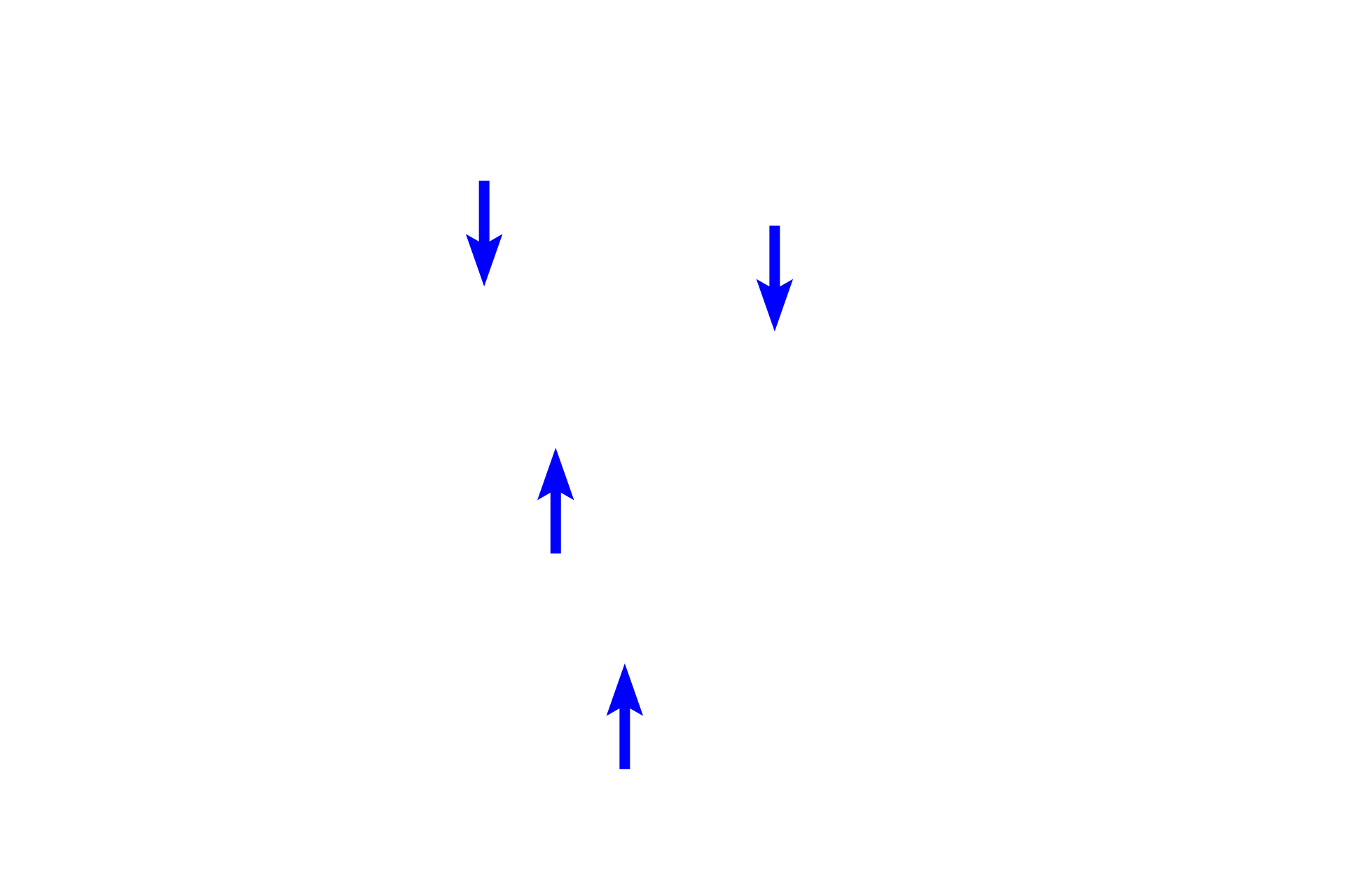  - Podocytes <p>Bowman’s capsule is a double-walled structure enclosing the glomerulus. An inner layer of cells, podocytes (visceral layer, blue arrows), surrounds the glomerular capillary and serves as part of the filtration barrier. The outer, parietal layer of the capsule (black arrows) is a simple squamous epithelium, which is continuous with the proximal convoluted tubule. Separating the layers is Bowman’s space, where the filtrate accumulates.</p>
