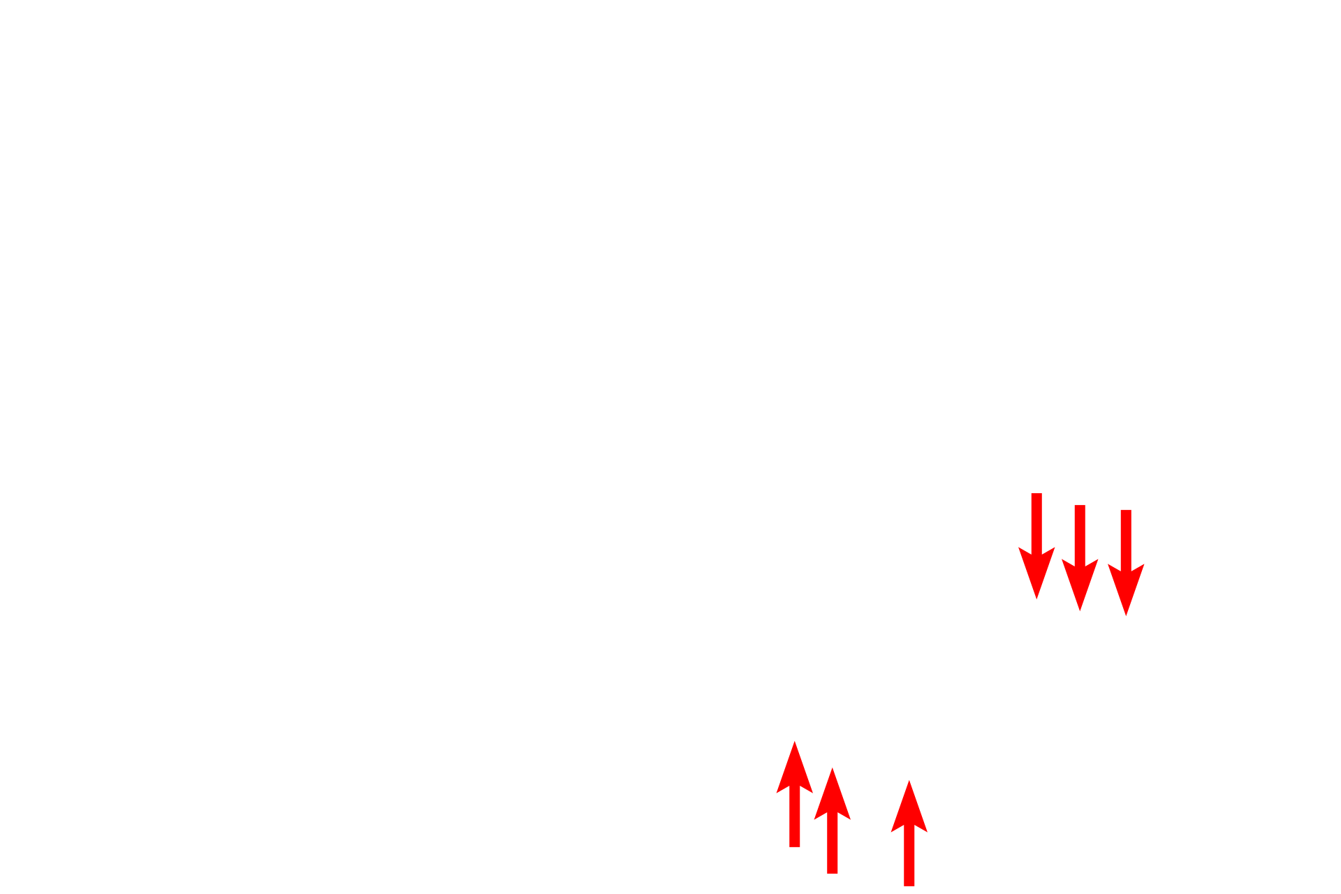  - Pedicels <p>This electron micrograph shows a podocyte, with its processes contacting three glomerular capillaries.  A primary process of the podocyte branches to form secondary processes called pedicels, which rest on the glomerular basal lamina. Pedicels from one podocyte alternate with those from a different podocyte as they contact the capillary.  Also visible is the fenestrated capillary endothelium.  6000x</p>
