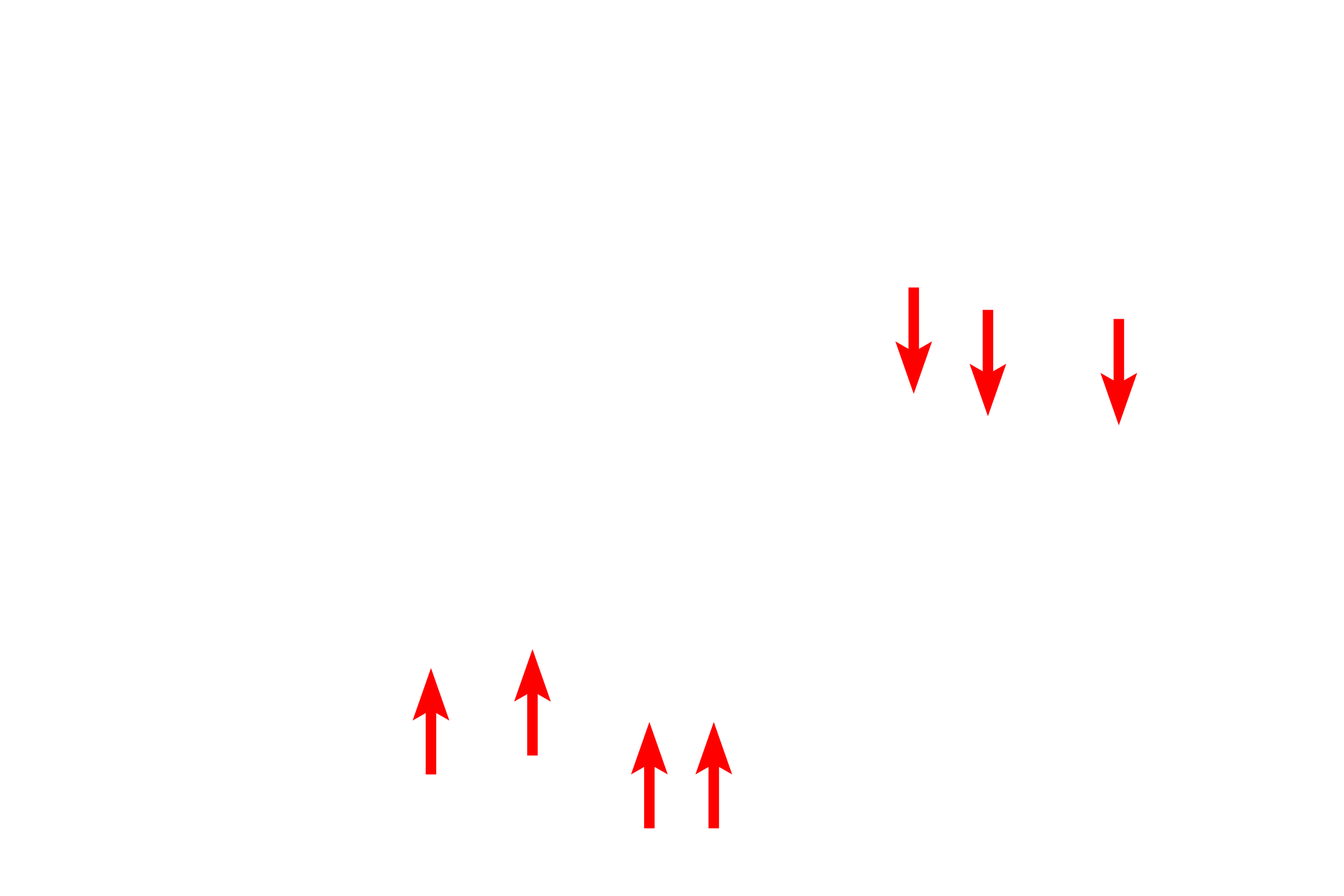  - Pedicels <p>The pedicels of a podocyte contact the thick, combined basal laminae of the endothelial cell and the podocyte.  The pedicels of one podocyte interdigitate with those from a different podocyte.  In many cases, the connection of the pedicel with the primary process is not visible.  The endothelium of the capillaries is widely fenestrated and lacks the diaphragms commonly seen in other fenestrated capillaries.  14,000x</p>
