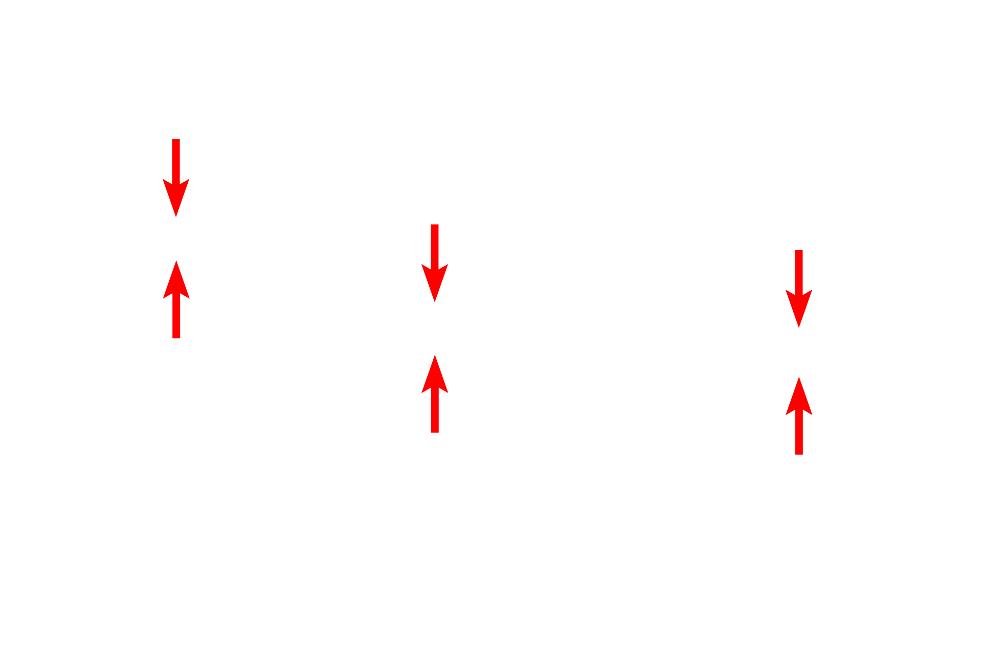 Basal laminae <p>The principal component of the filtration barrier of the glomerulus is the composite basal laminae of the endothelium and the podocyte.  The fenestrated endothelium of the glomerular capillaries lack the typical diaphragms.  Between alternating pedicels are filtration slits, that are spanned by a membrane that also regulates filtration.  30,000x</p>
