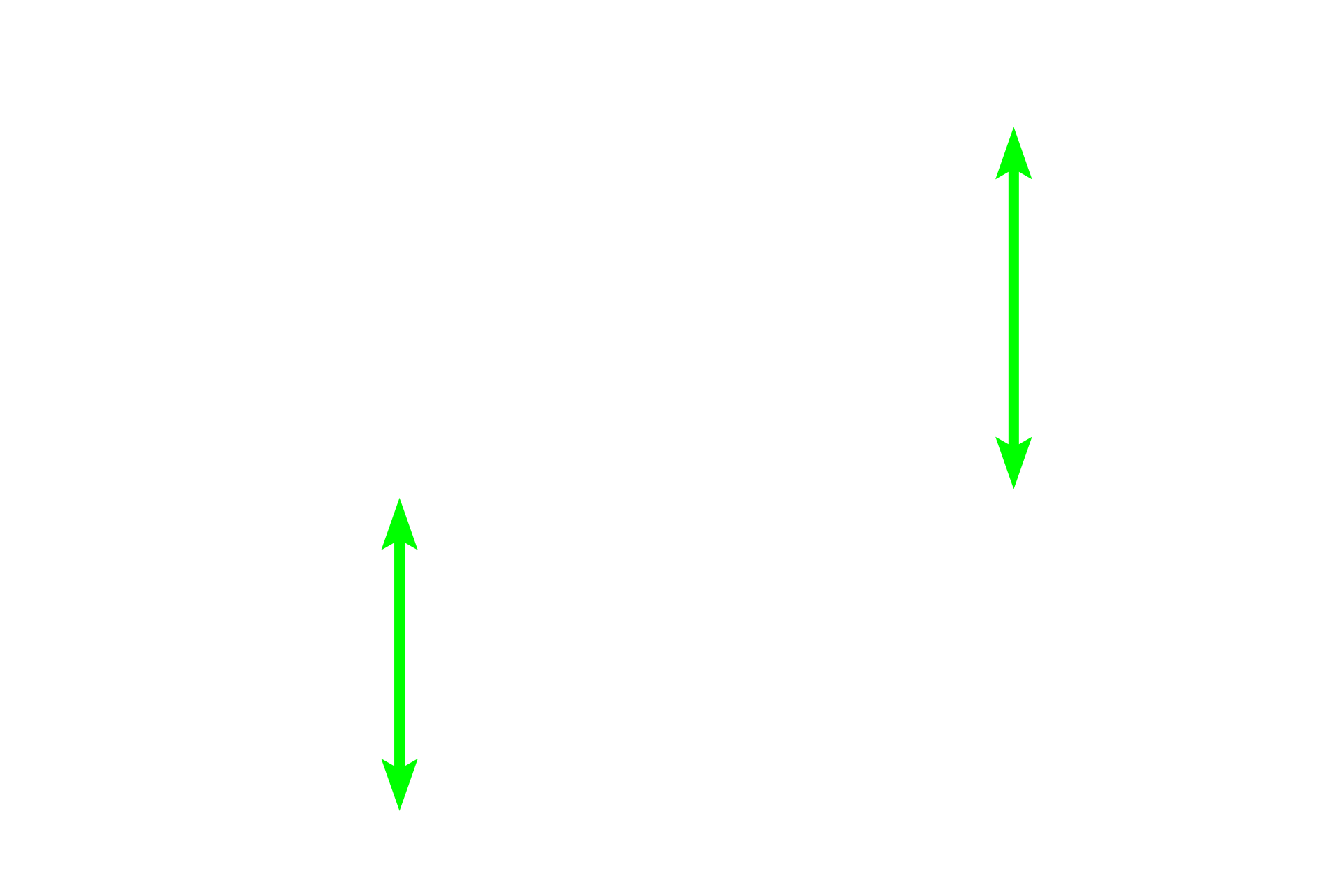 Collecting duct <p>Epithelial cells composing collecting ducts have a homogeneous cytoplasm, lack a brush border, and display conspicuous lateral cell boundaries.  Their nuclei are regularly spaced around the lumen, usually located close to the basal surface of the cell.  800x</p>

