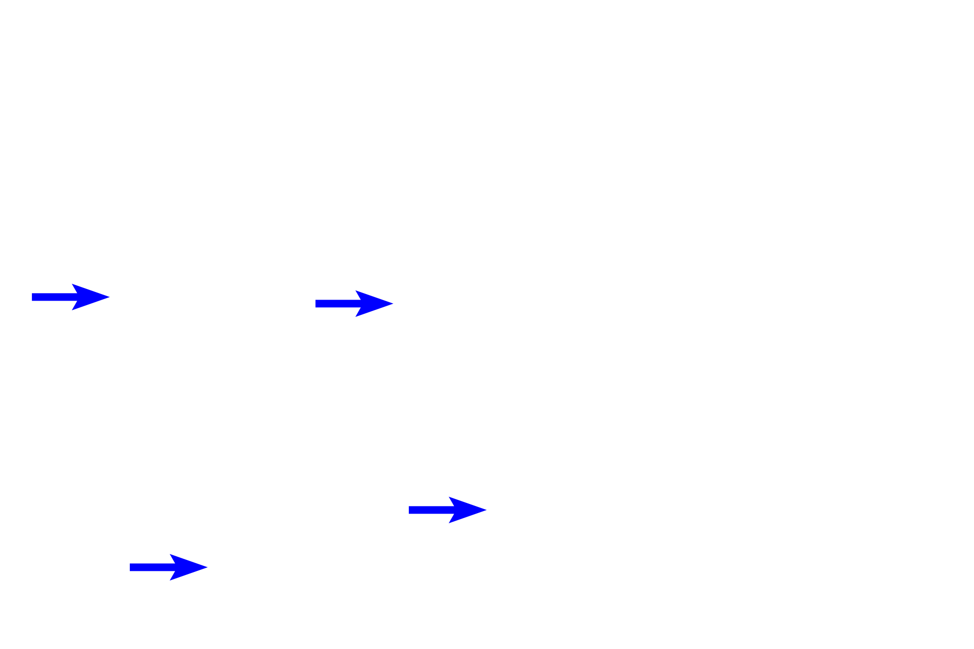  - Principle cells <p>Medullary collecting ducts are lined by a columnar epithelium consisting of pale staining principle cells and darker staining intercalated cells, which are much less numerous.  Intercalated cells often bulge into the lumen of the tubule.</p>

