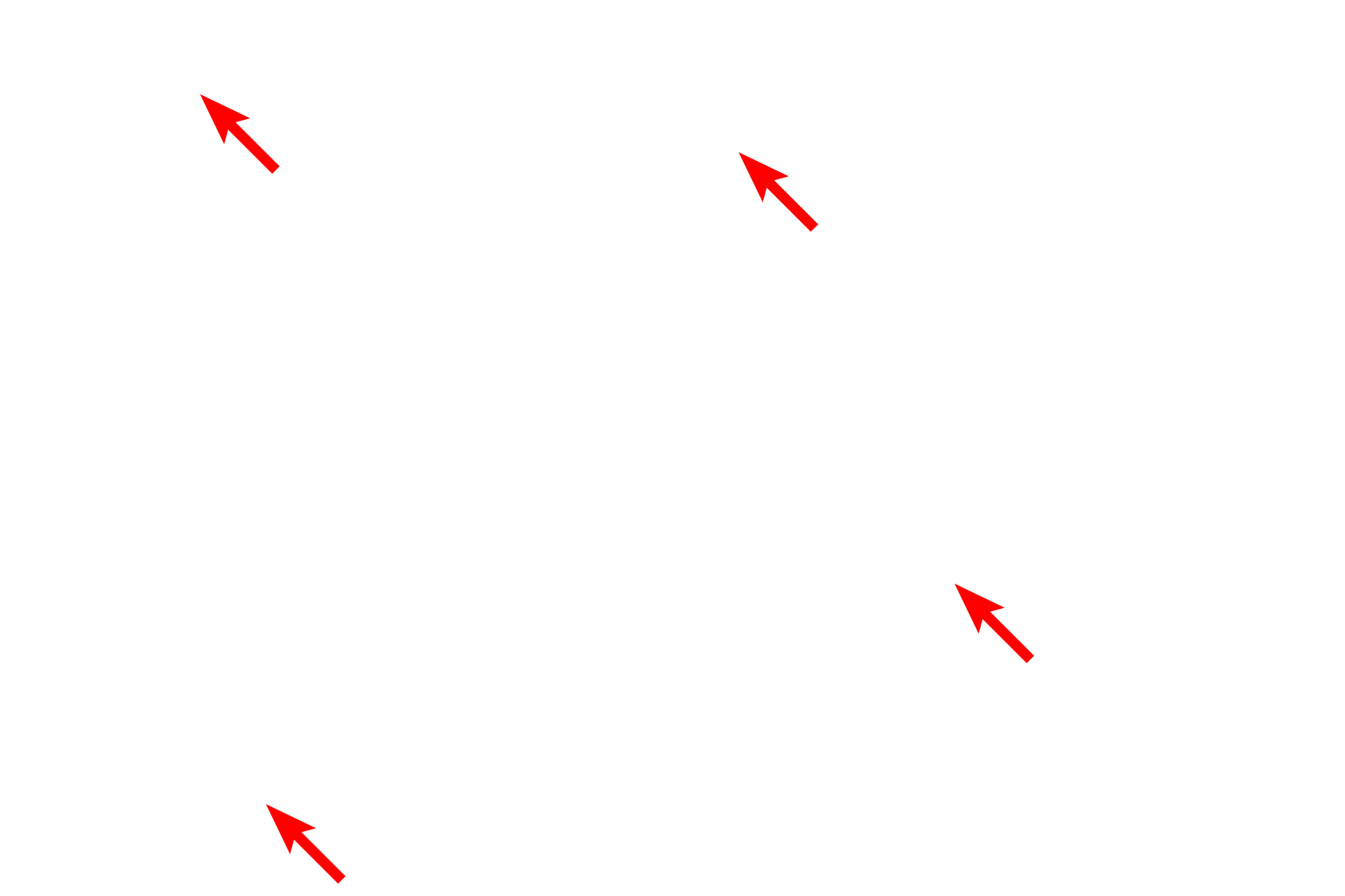 Mitochondria <p>The epithelial wall of a proximal tubule displays a brush border on the luminal surface and infoldings of the basal plasma membrane on the basal surface.  Tubular invaginations of the clefts between microvilli (apical canaliculi) extend into the cytoplasm.  These canaliculi and poor fixation of the numerous mitochondria result in the foamy appearance of the cells seen at the light microscopic level.  5000x</p>
