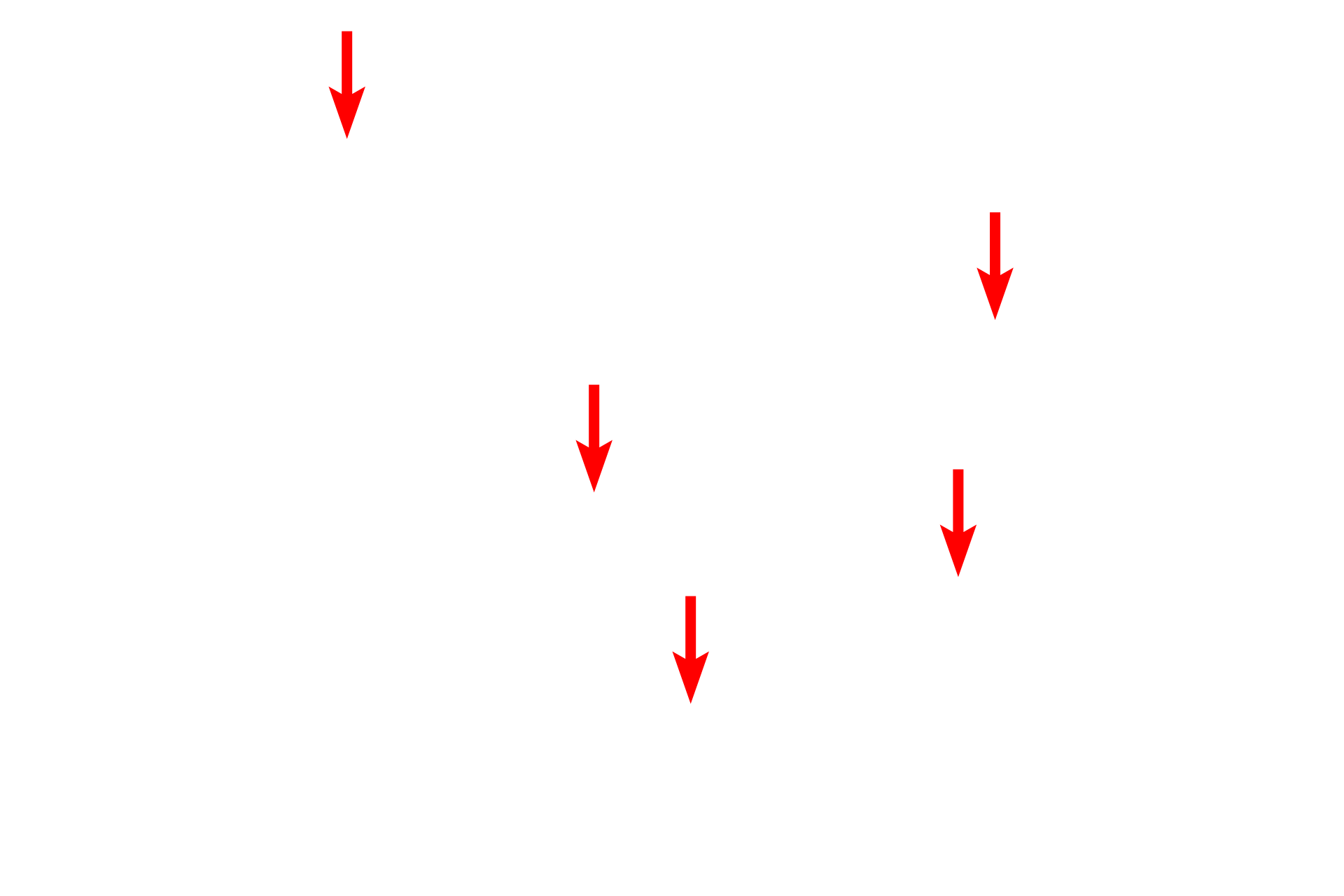 Basilar infoldings <p>The basal region of this cell of a distal convoluted tubule lies adjacent to a fenestrated, peritubular capillary.  Note the numerous basilar infoldings of the plasma membrane of the cell and the longitudinally oriented mitochondria wedged between the folds.  15,000x</p>
