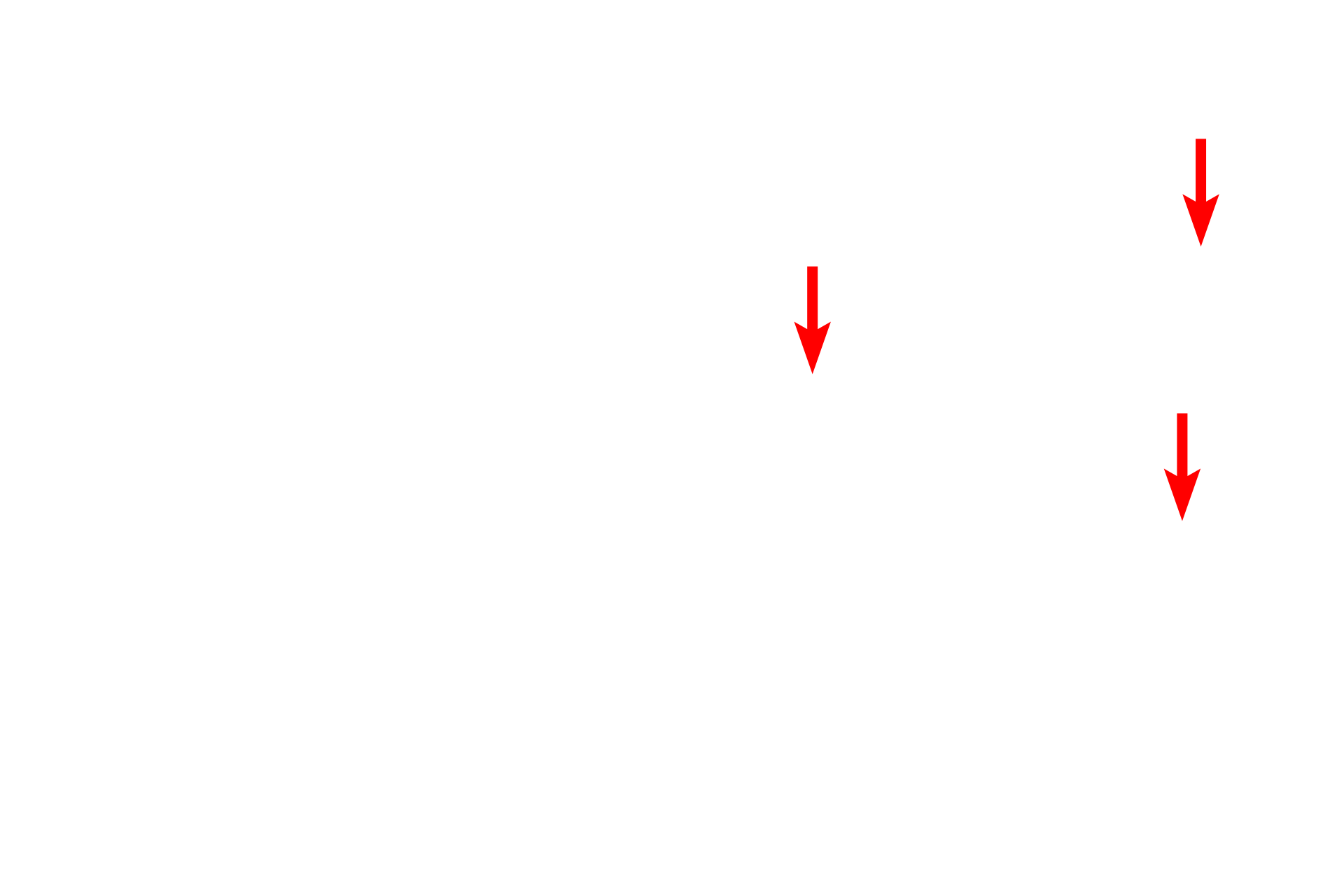 Mitochondria <p>The basal region of this cell of a distal convoluted tubule lies adjacent to a fenestrated, peritubular capillary.  Note the numerous basilar infoldings of the plasma membrane of the cell and the longitudinally oriented mitochondria wedged between the folds.  15,000x</p>
