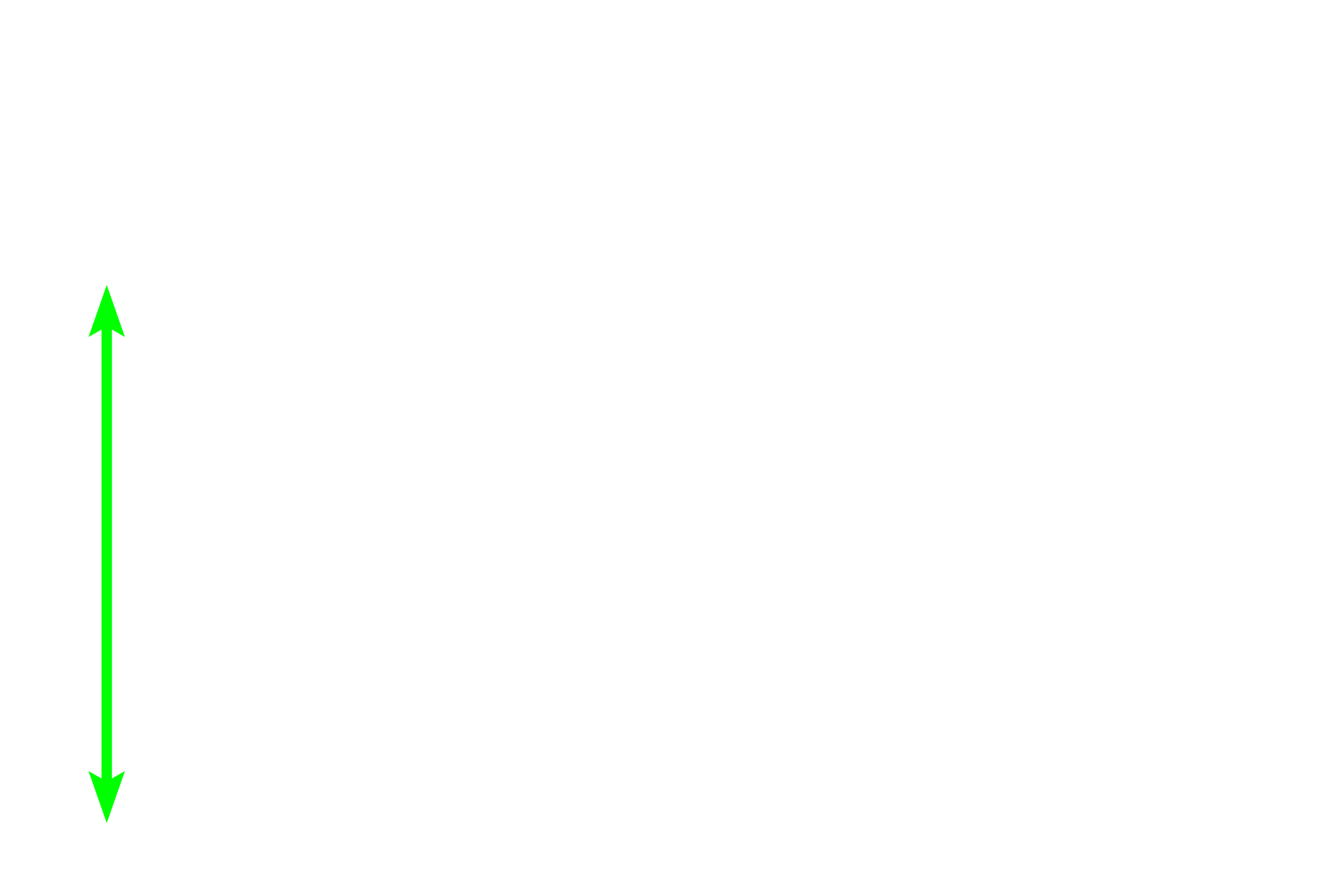  - Renal corpuscle <p>Medullary rays separate convoluted portions of the cortex and form the core of a renal lobule. Straight portions of proximal tubules and thick ascending limbs (distal straight tubules) are located in the medullary rays and are similar in appearance to their respective convoluted portions.  Collecting ducts are also present in the medullary ray. 200x</p>
