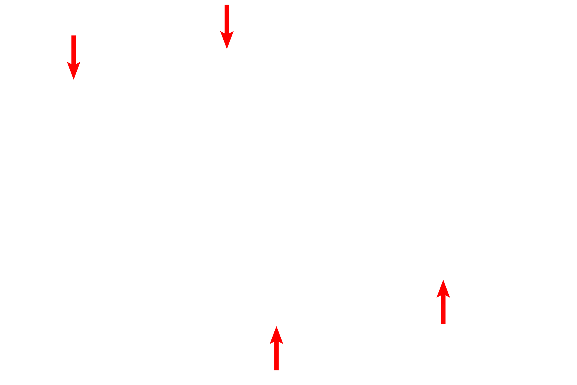 Perichondrium <p>The chondrocytes in this future primary center of ossification have begun to mature and hypertrophy. The matrix surrounding these cells has not yet calcified. Hyaline cartilage cells on either side of this central region show progressive changes toward maturation. 200x</p>
