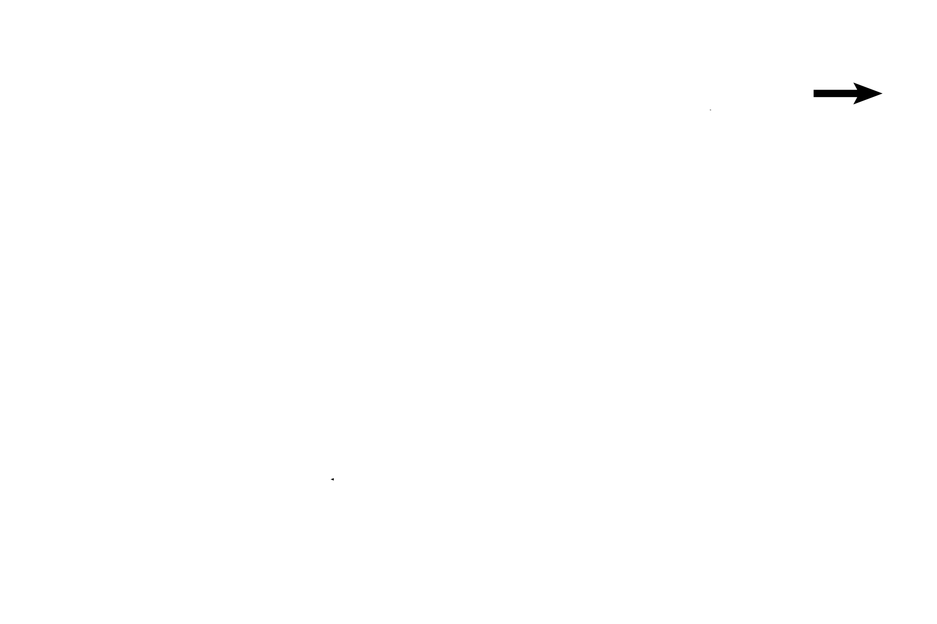  - Interlobular duct <p>During pregnancy, the glandular tissue increases in size both by growth and branching of the ducts (estrogen stimulation), as well as by the formation of acini from the ducts (progesterone stimulation). With the branching of the ducts and the appearance of acini, the functional mammary gland now justifies its classification as a compound, tubuloacinar gland. 40x </p>
