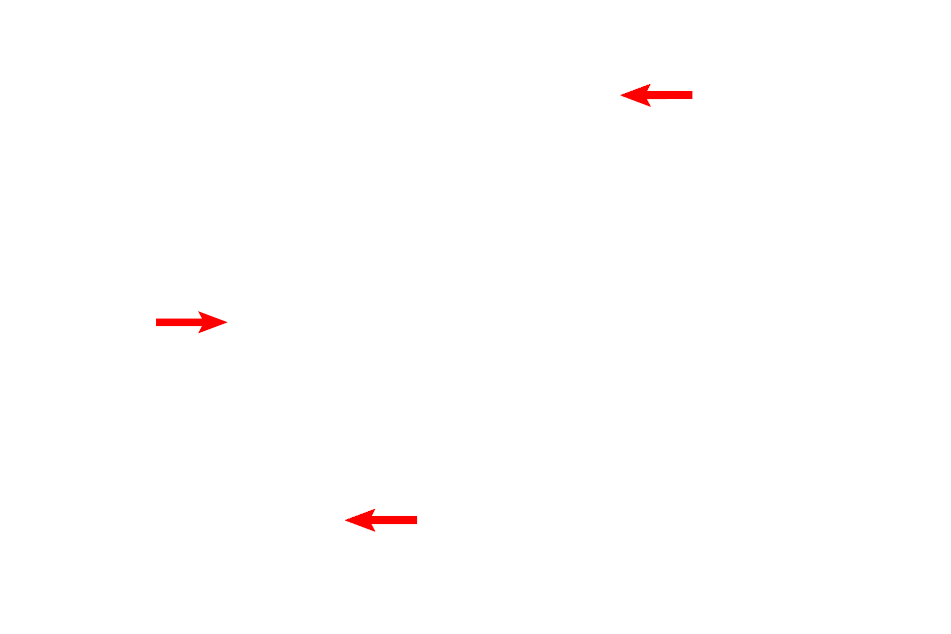 Lymphocytes <p>This high magnification image of the connective tissue of the breast during pregnancy shows the accumulation of plasma cells, which secrete antibodies of the IgA class into the milk. These antibodies provide passive immunity to the newborn child. Other cells typical to connective tissue are also visible. 1000x </p>

