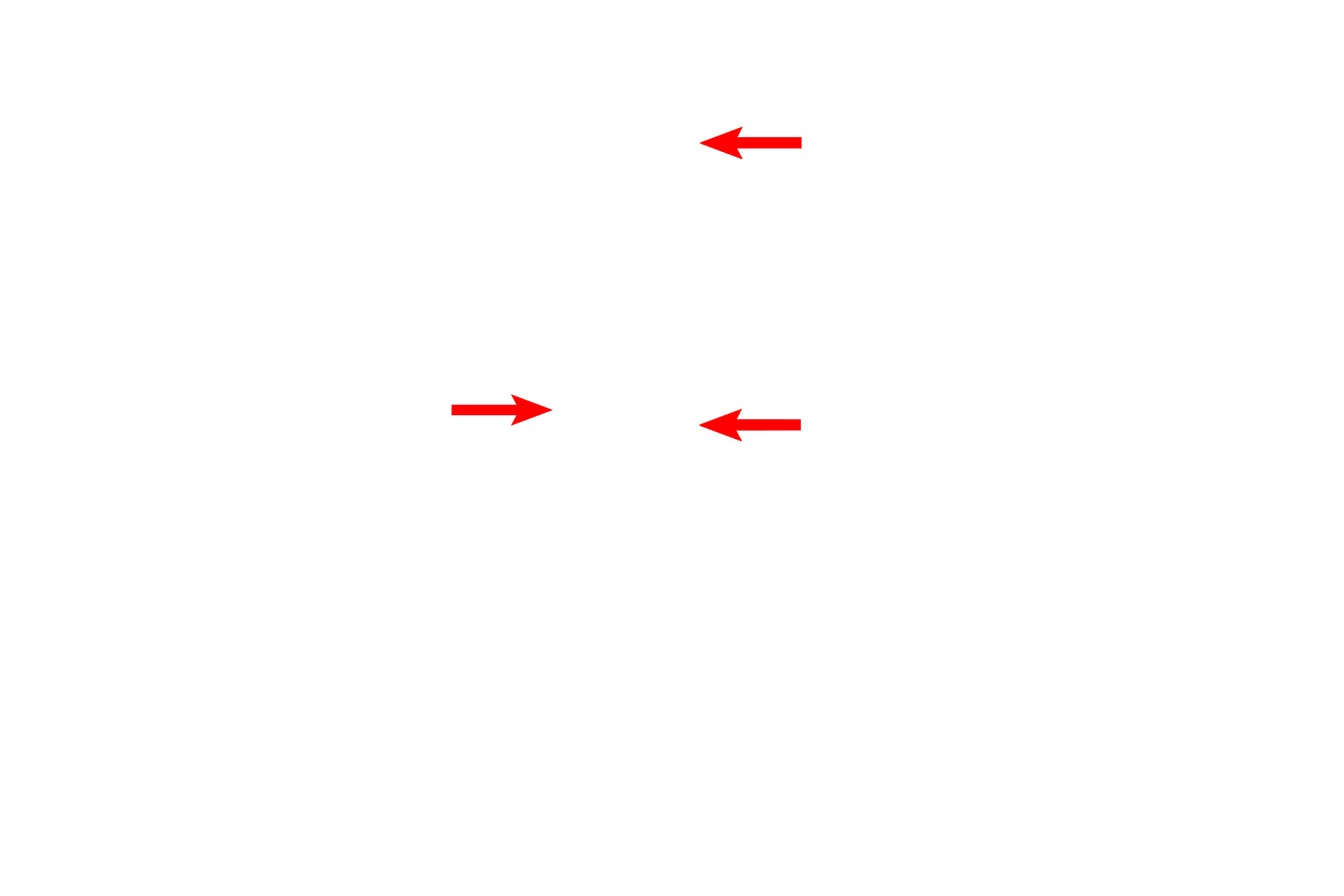 Active fibroblasts <p>This high magnification image of the connective tissue of the breast during pregnancy shows the accumulation of plasma cells, which secrete antibodies of the IgA class into the milk. These antibodies provide passive immunity to the newborn child. Other cells typical to connective tissue are also visible. 1000x </p>
