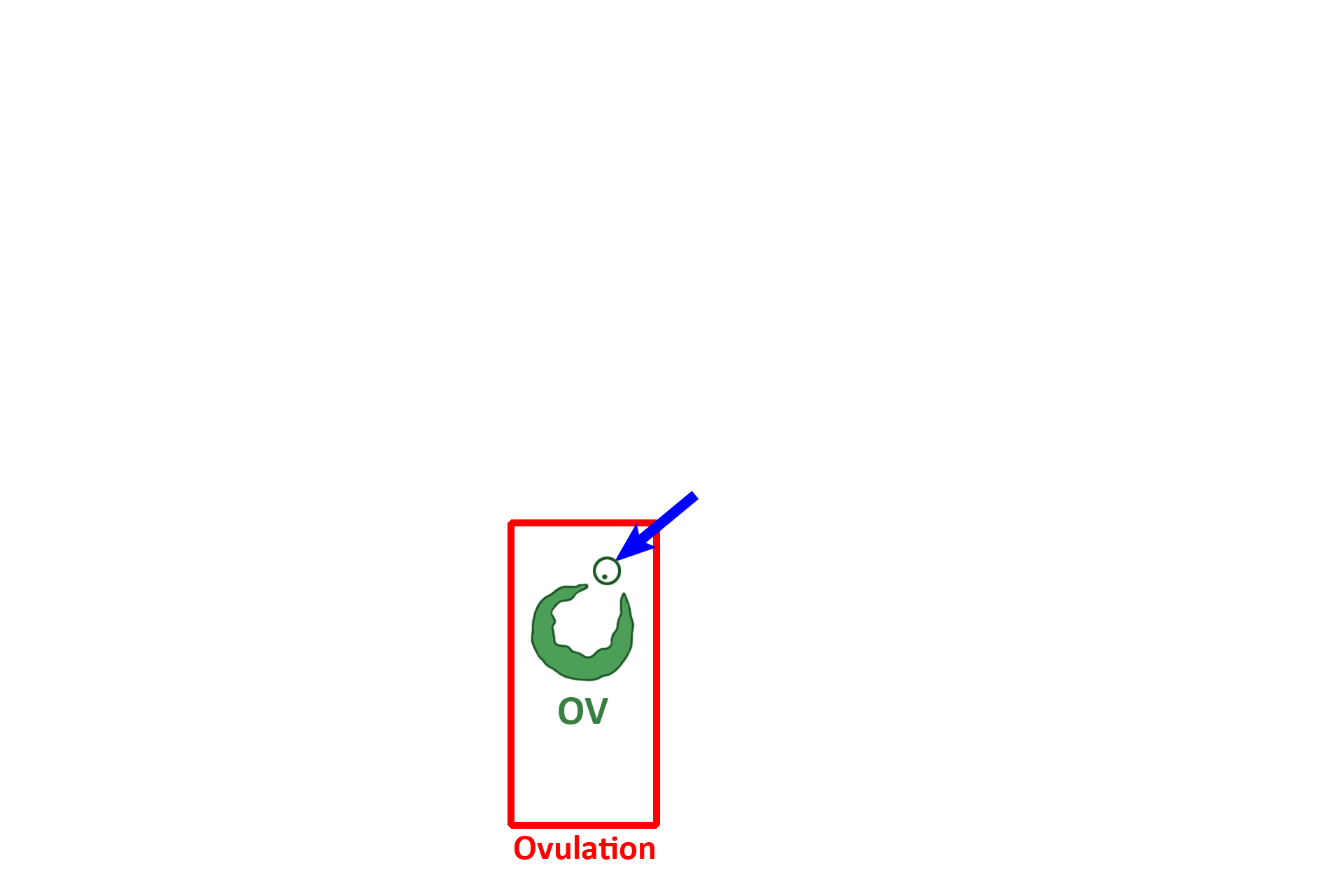 Ovulation > <p>The exocrine function of the ovary is the production of a secondary oocyte, the future ovum.  Ovulation occurs two weeks before the beginning of the next menstrual cycle; thus, in a typical 28-day ovarian cycle, ovulation occurs on day 14.  The follicle, housing the secondary oocyte, ruptures (ovulation) to release the secondary oocyte (arrow), which is then transported into the oviduct.</p>
