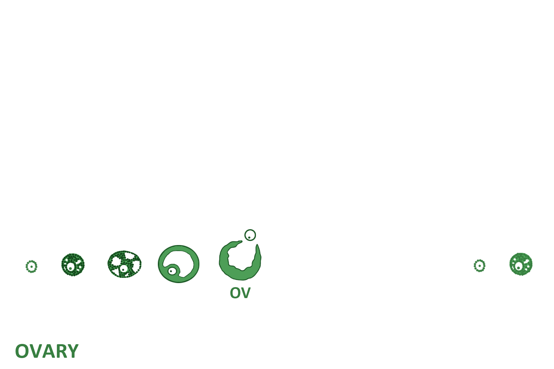  - Structures > <p>Follicles grow and function during the first half of the ovarian cycle, days 1-14.  Follicles, classified as primordial, primary, secondary and Graafian (mature), house developing germ cells (oocytes) and secrete estrogen.  The Graafian follicle ruptures at ovulation, releasing a secondary oocyte.  A follicle consists of epithelium enclosing an oocyte; a fluid-filled cavity forms as the follicle matures.  </p>
